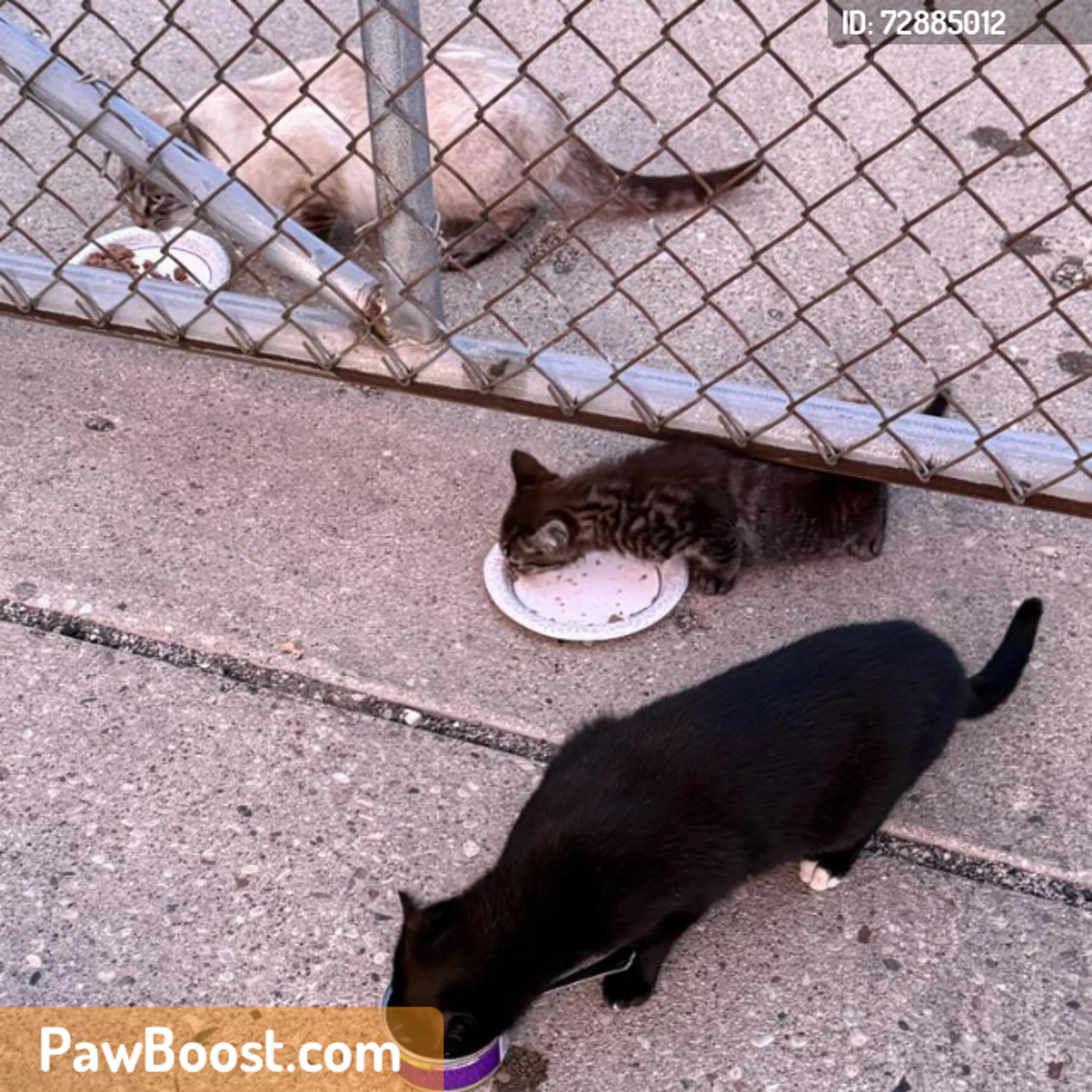 Found pet