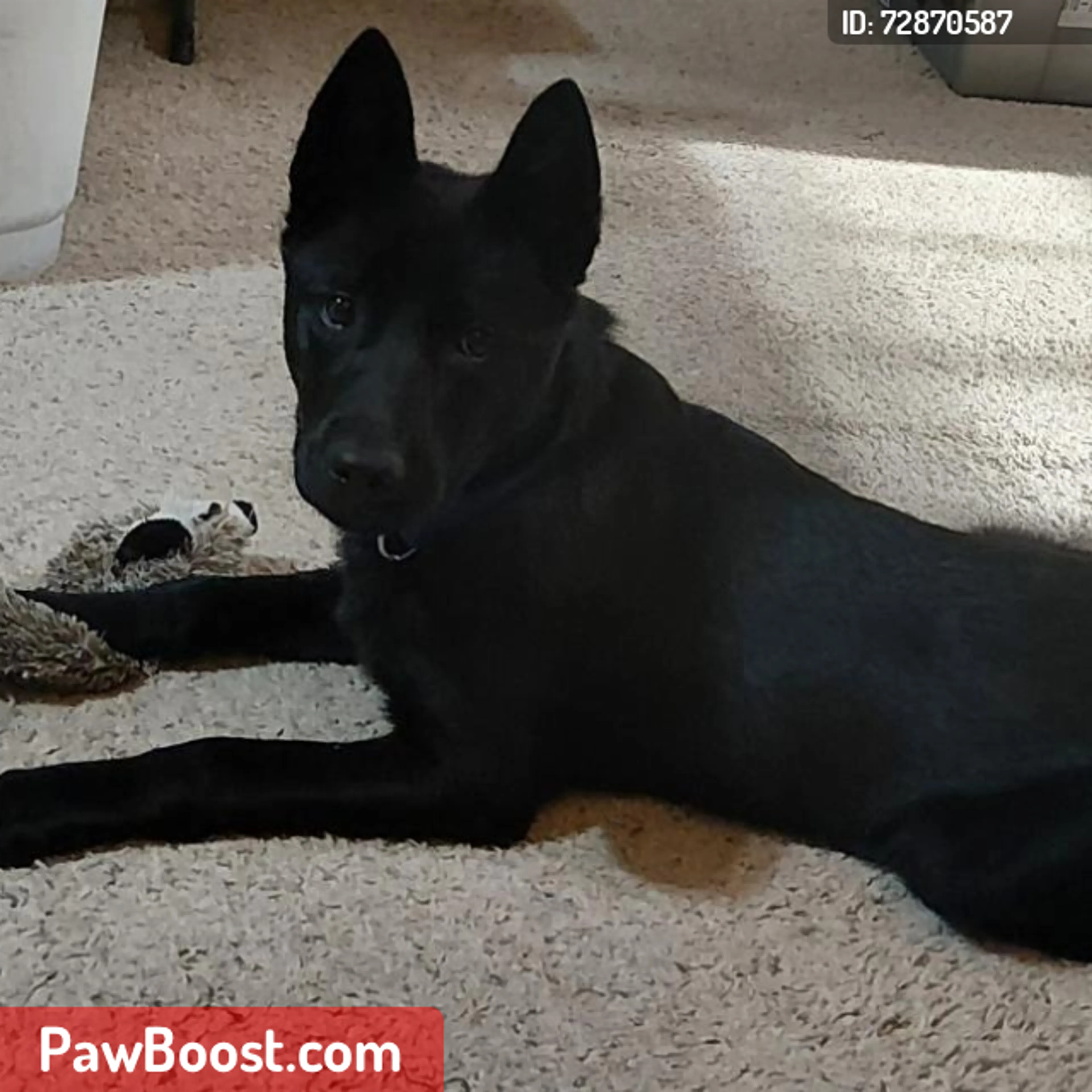 Lost pet