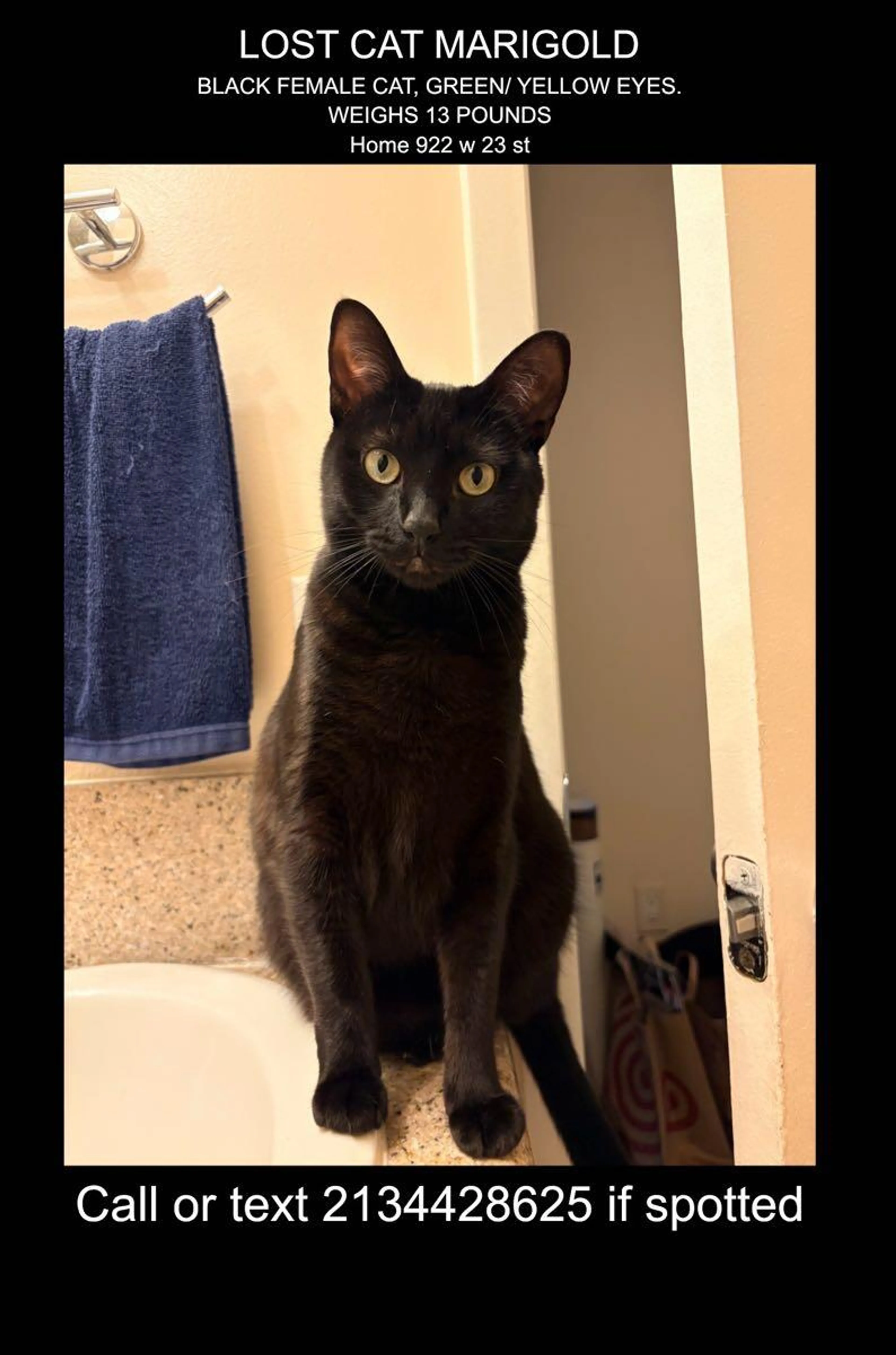 Lost pet