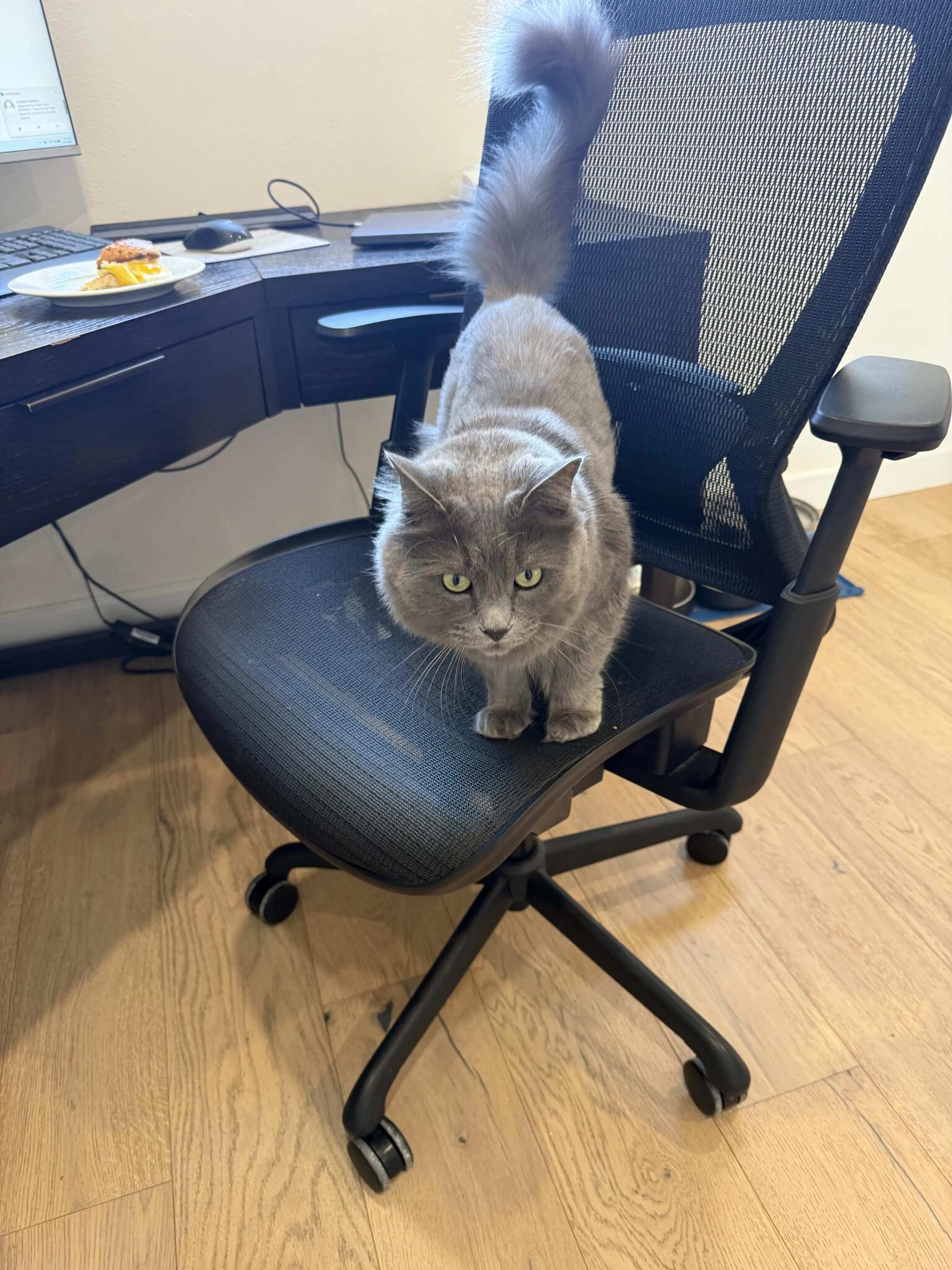 Lost pet