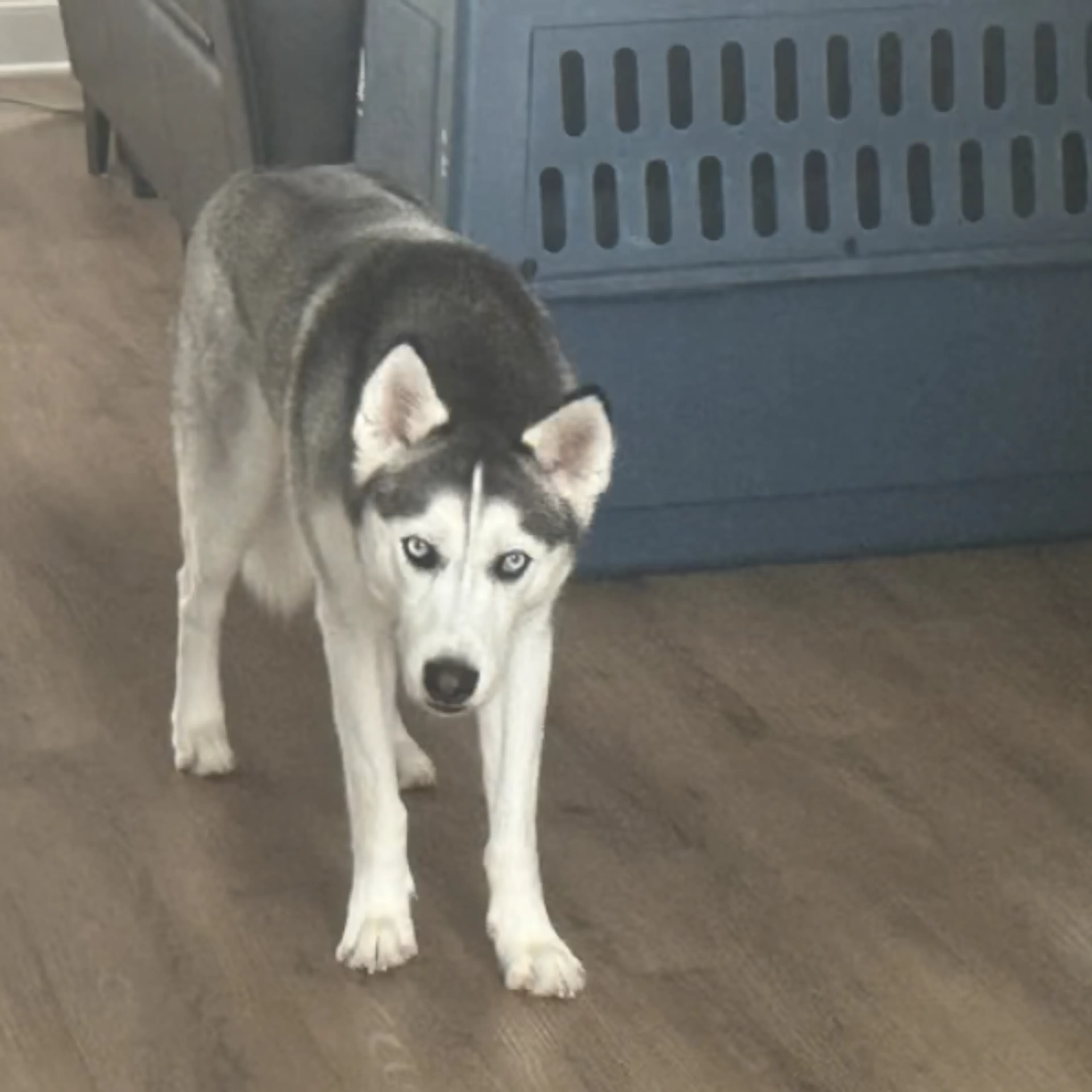 Lost pet