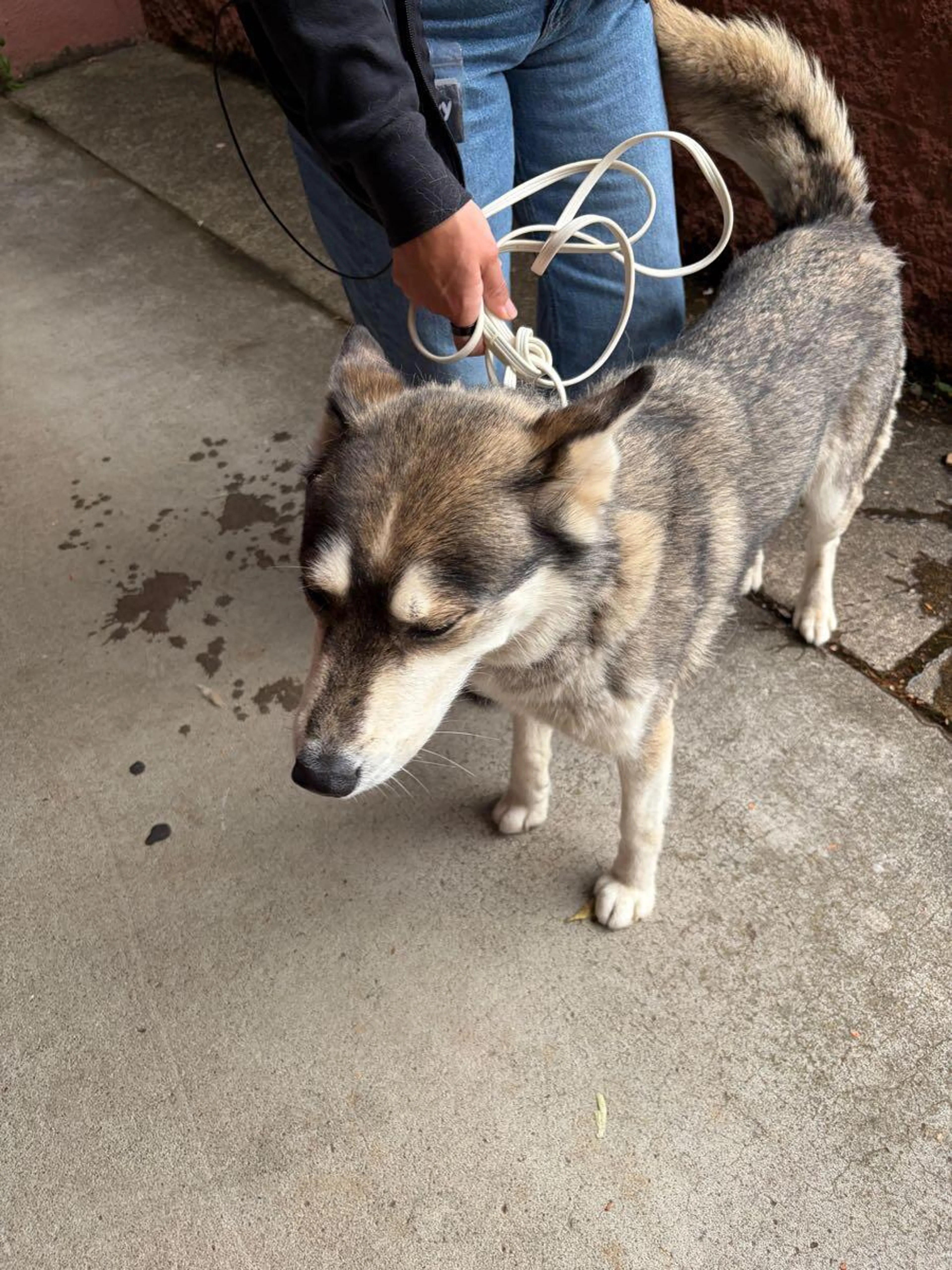 Found pet