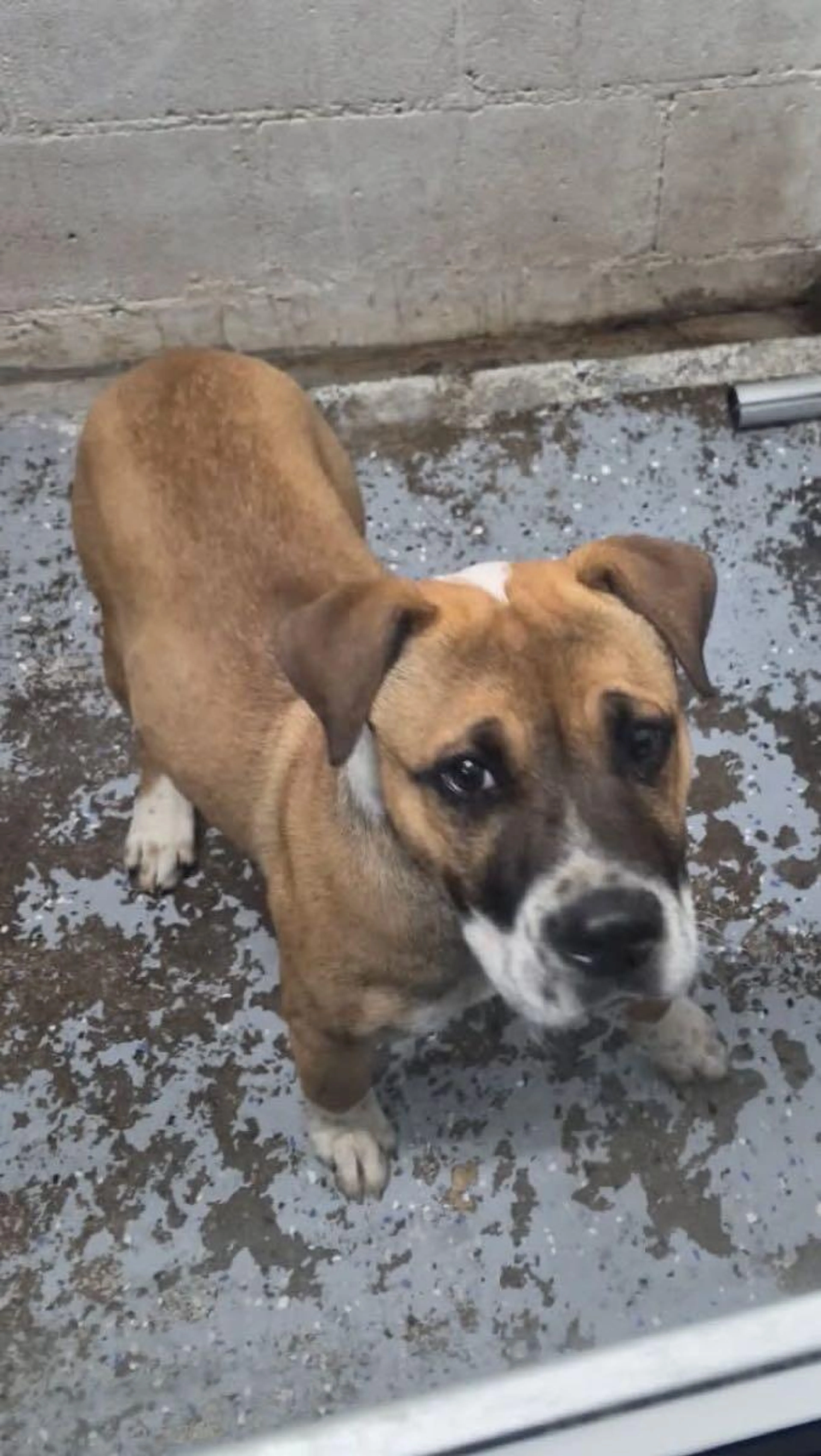 Found pet