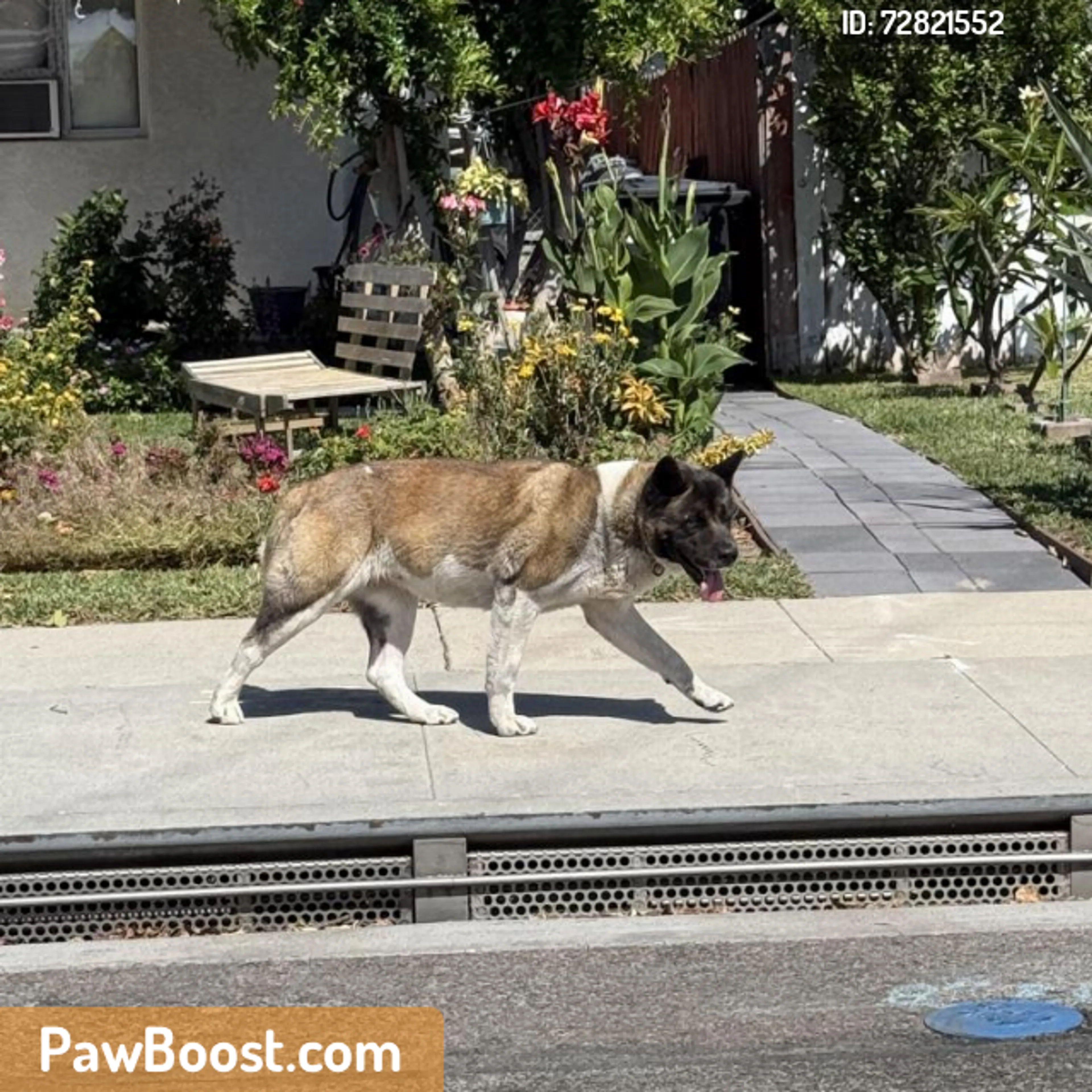 Found pet