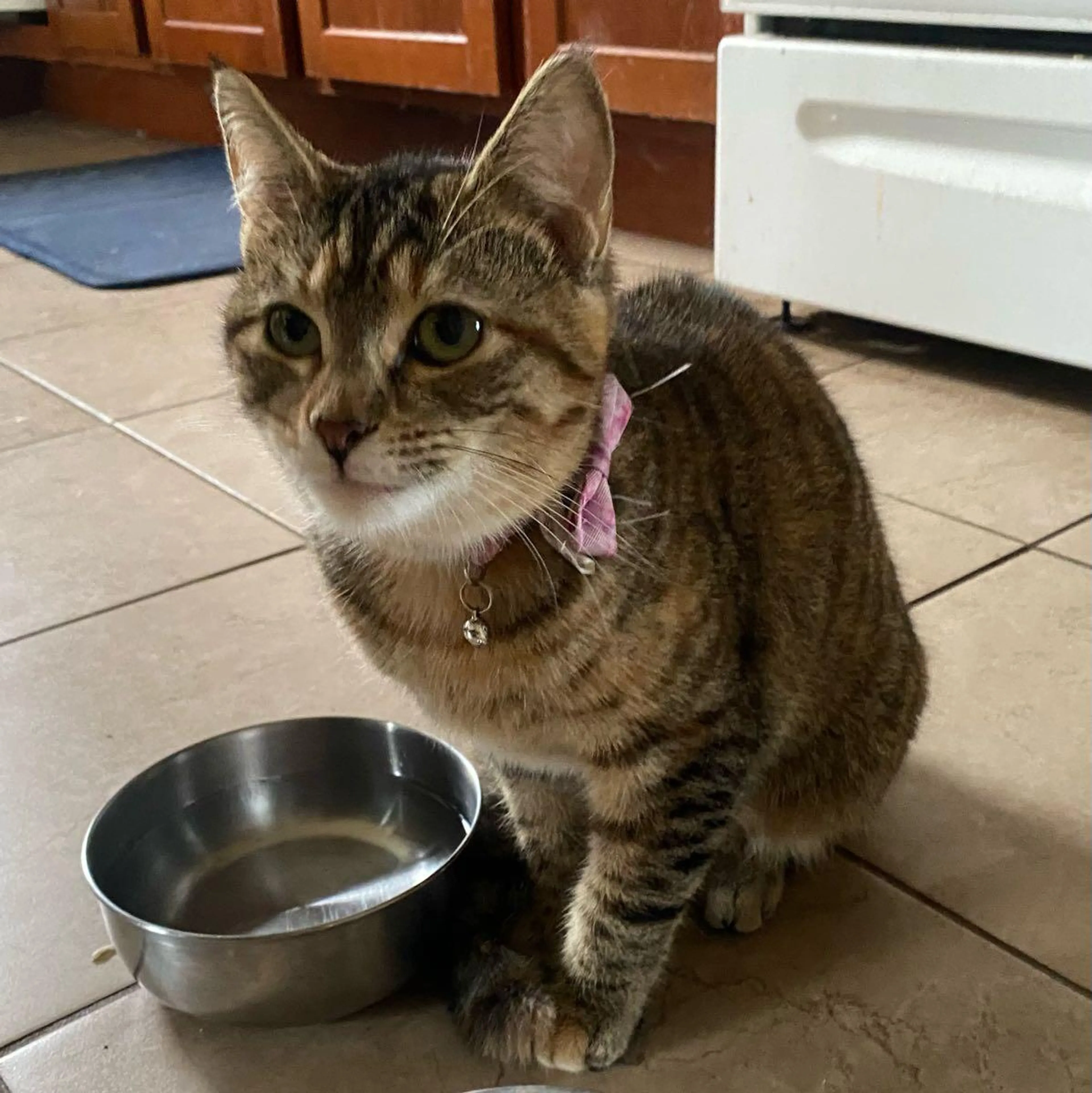 Found pet
