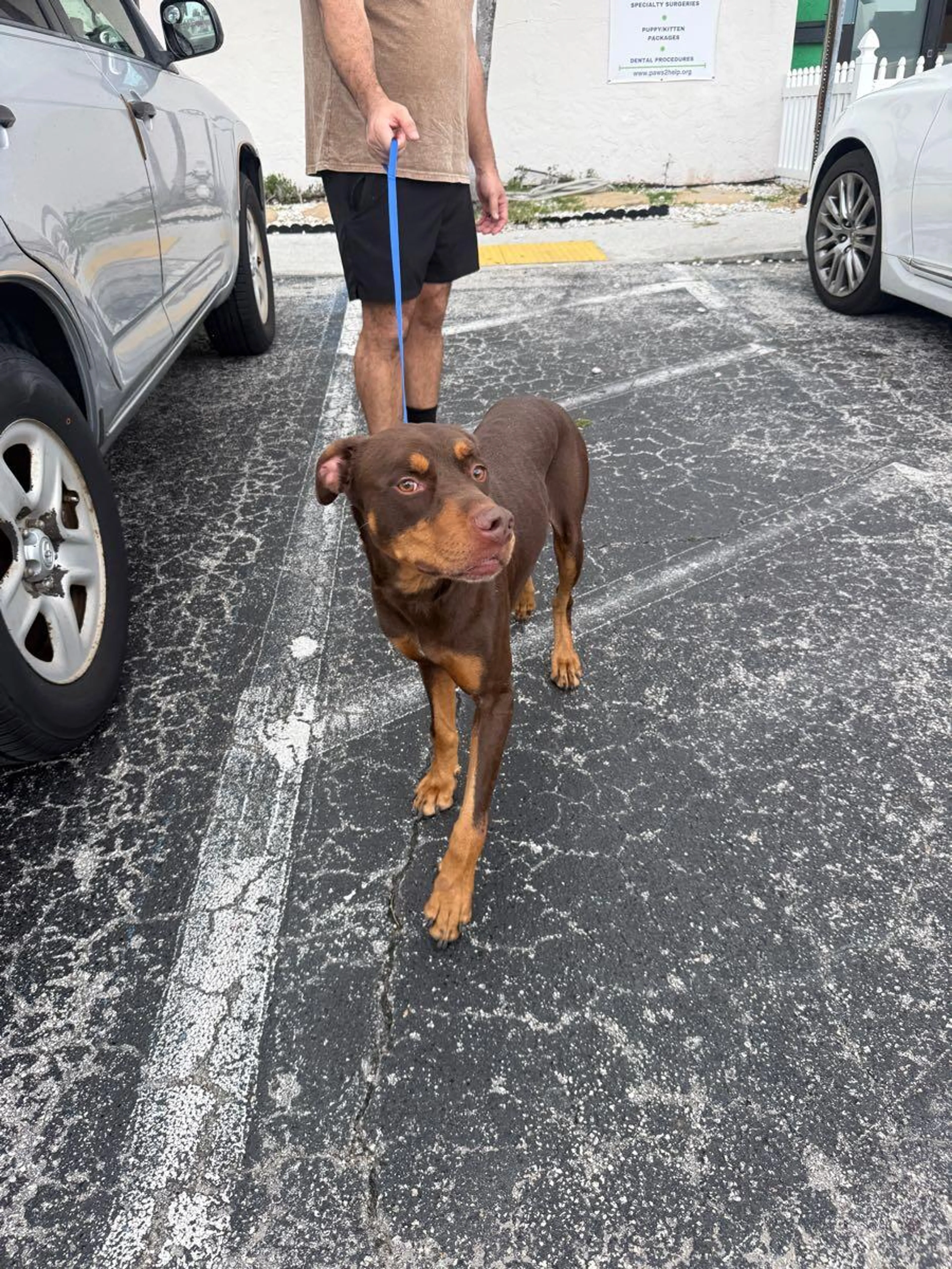 Found pet
