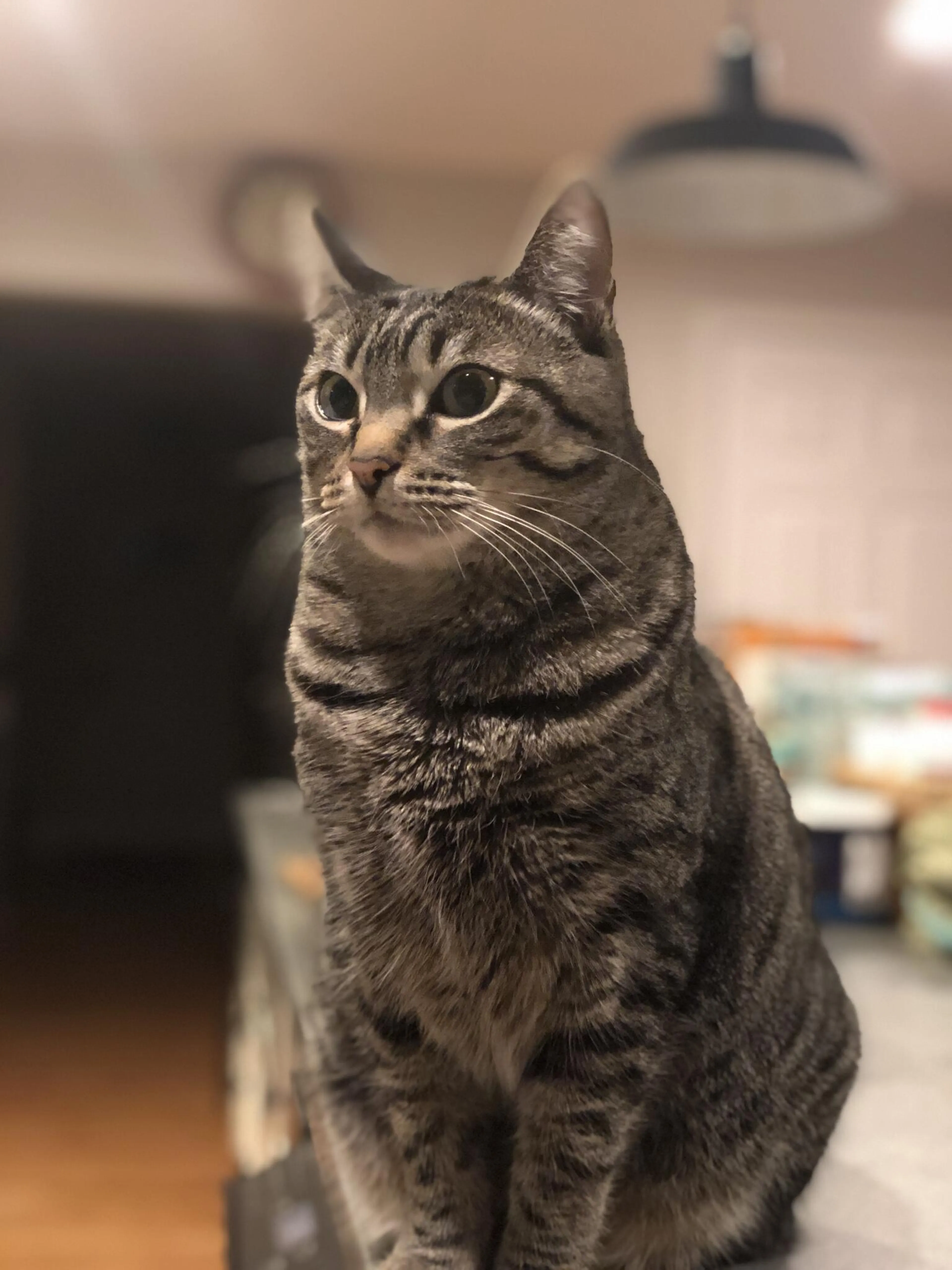 Lost pet
