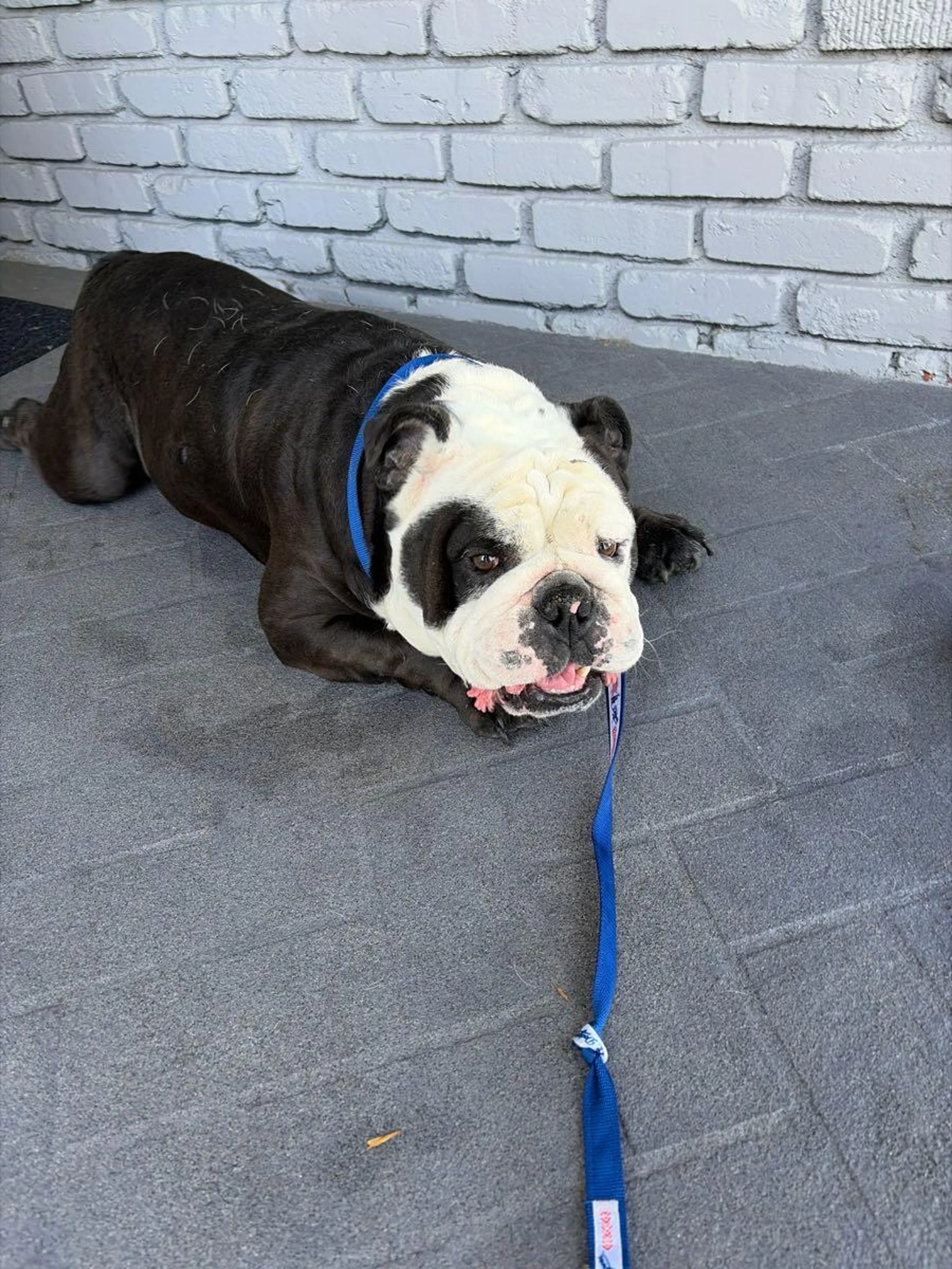Found pet