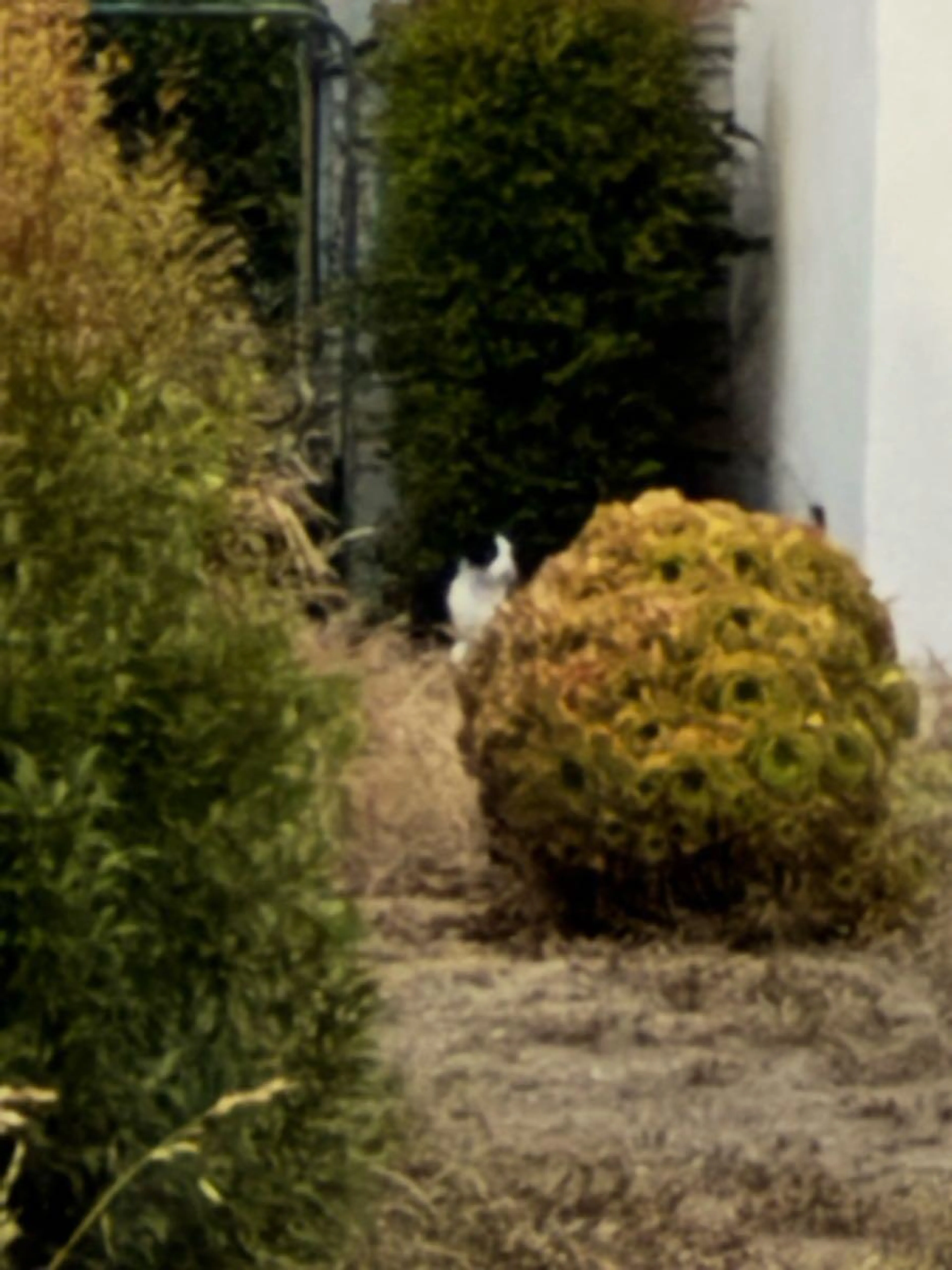 Found pet