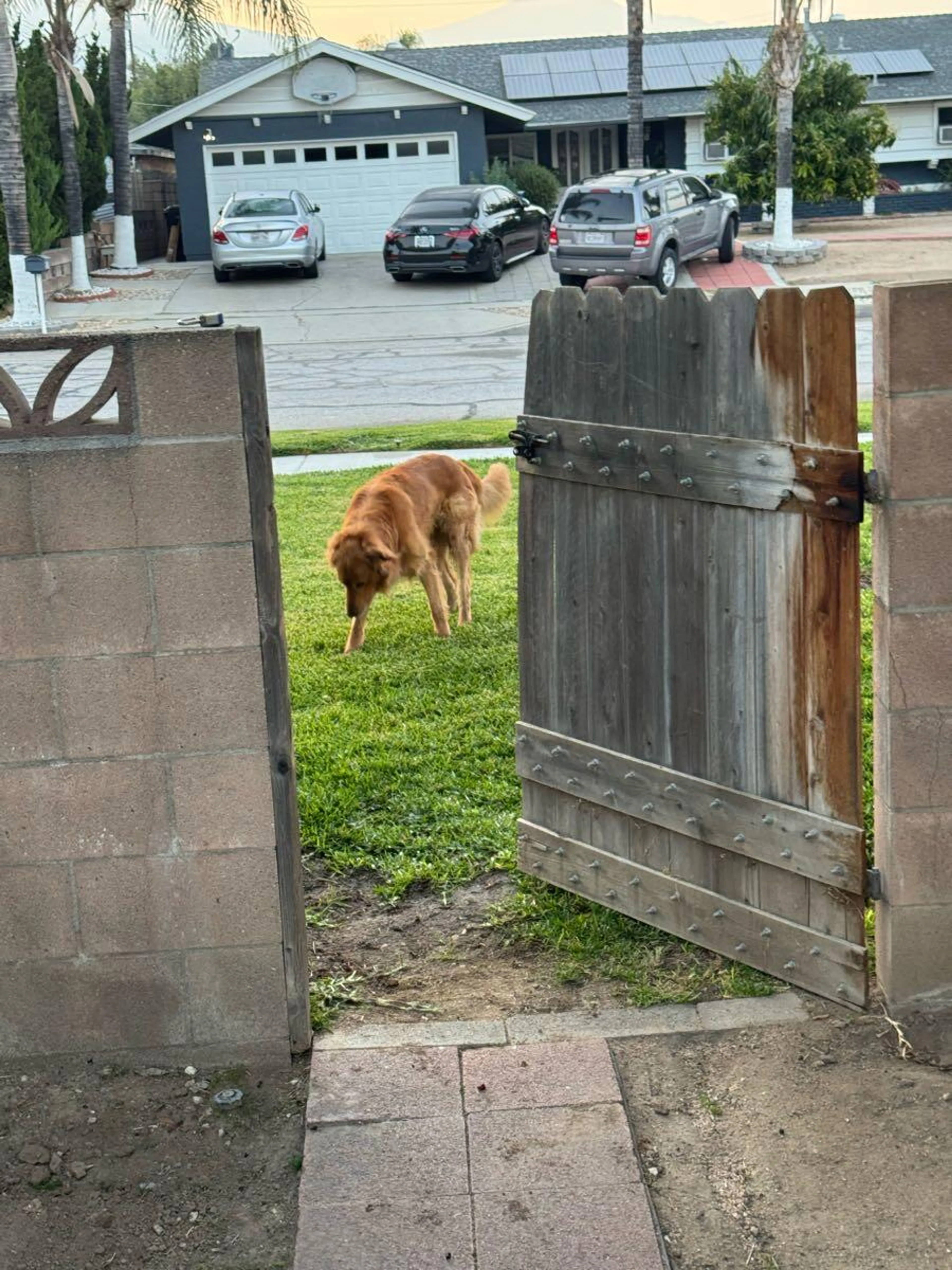 Found pet