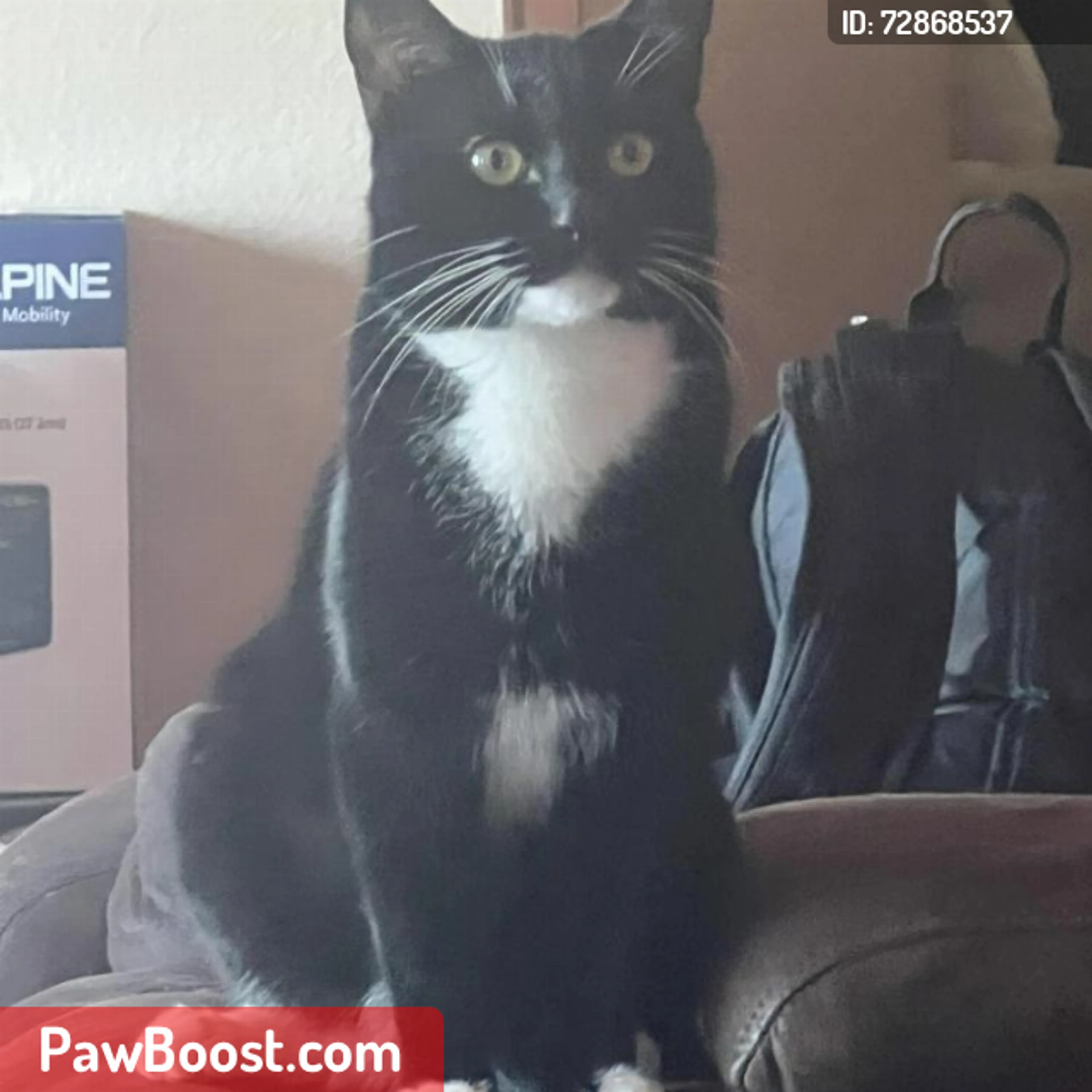 Lost pet