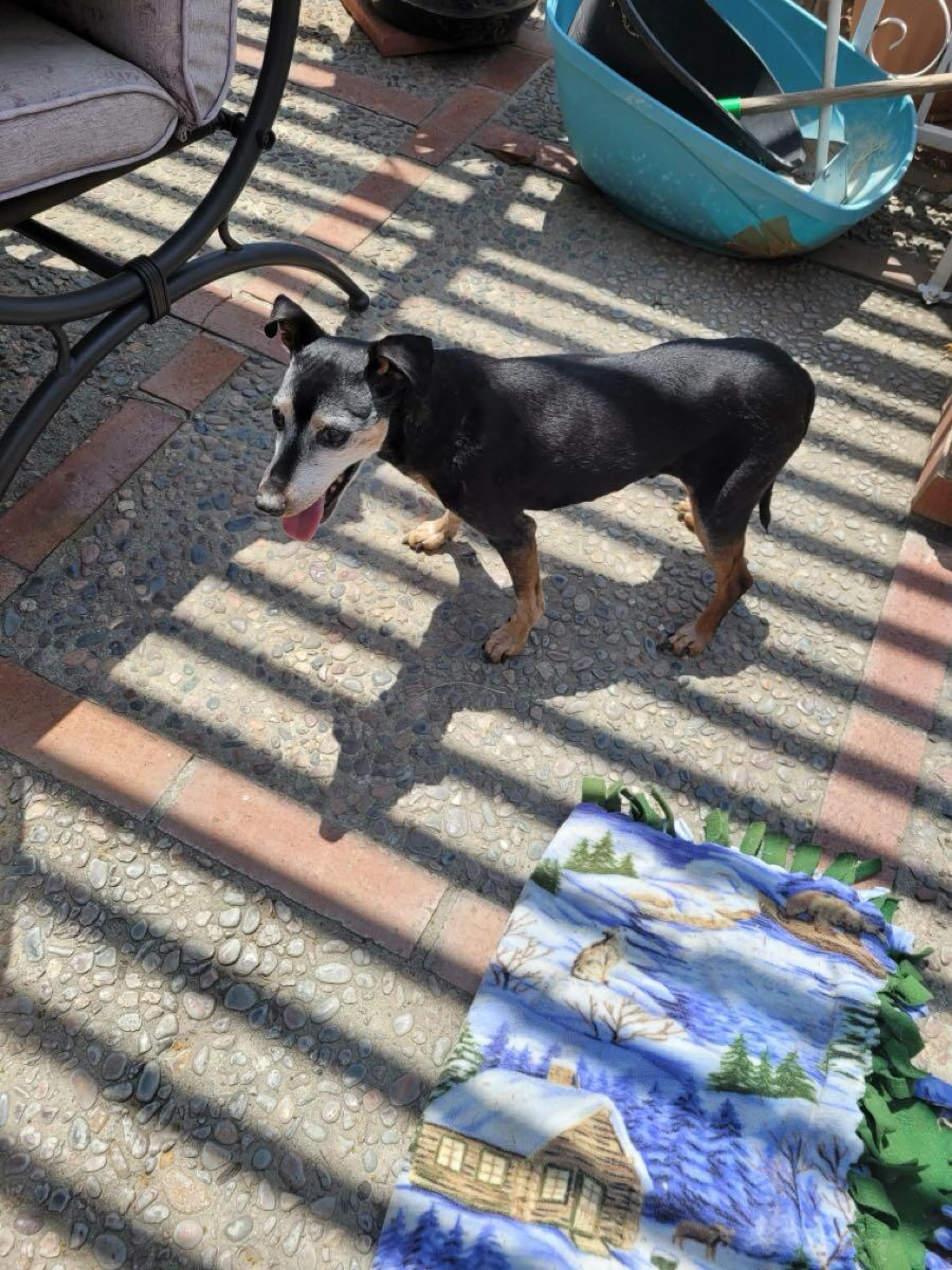 Found pet