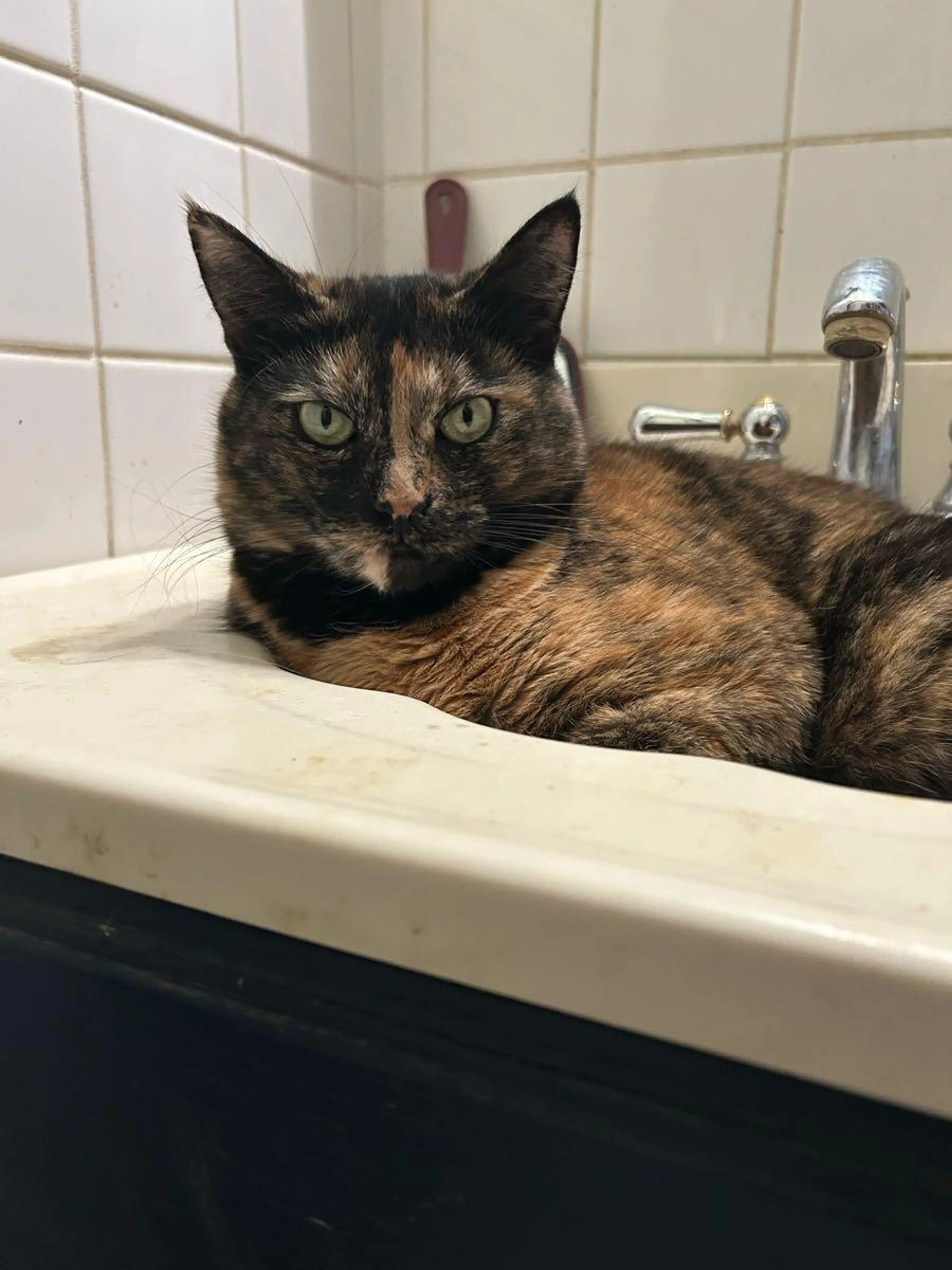 Lost pet