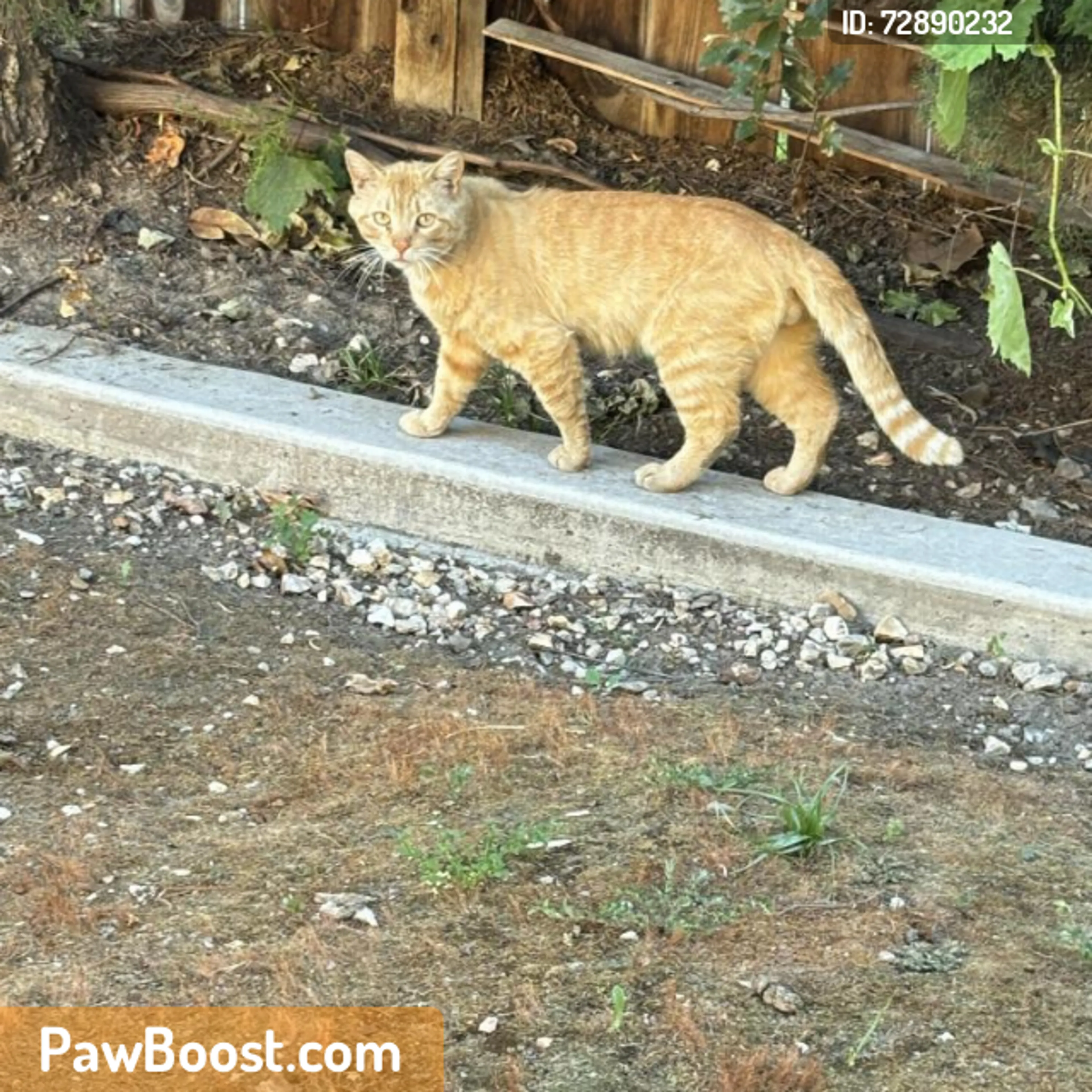 Found pet
