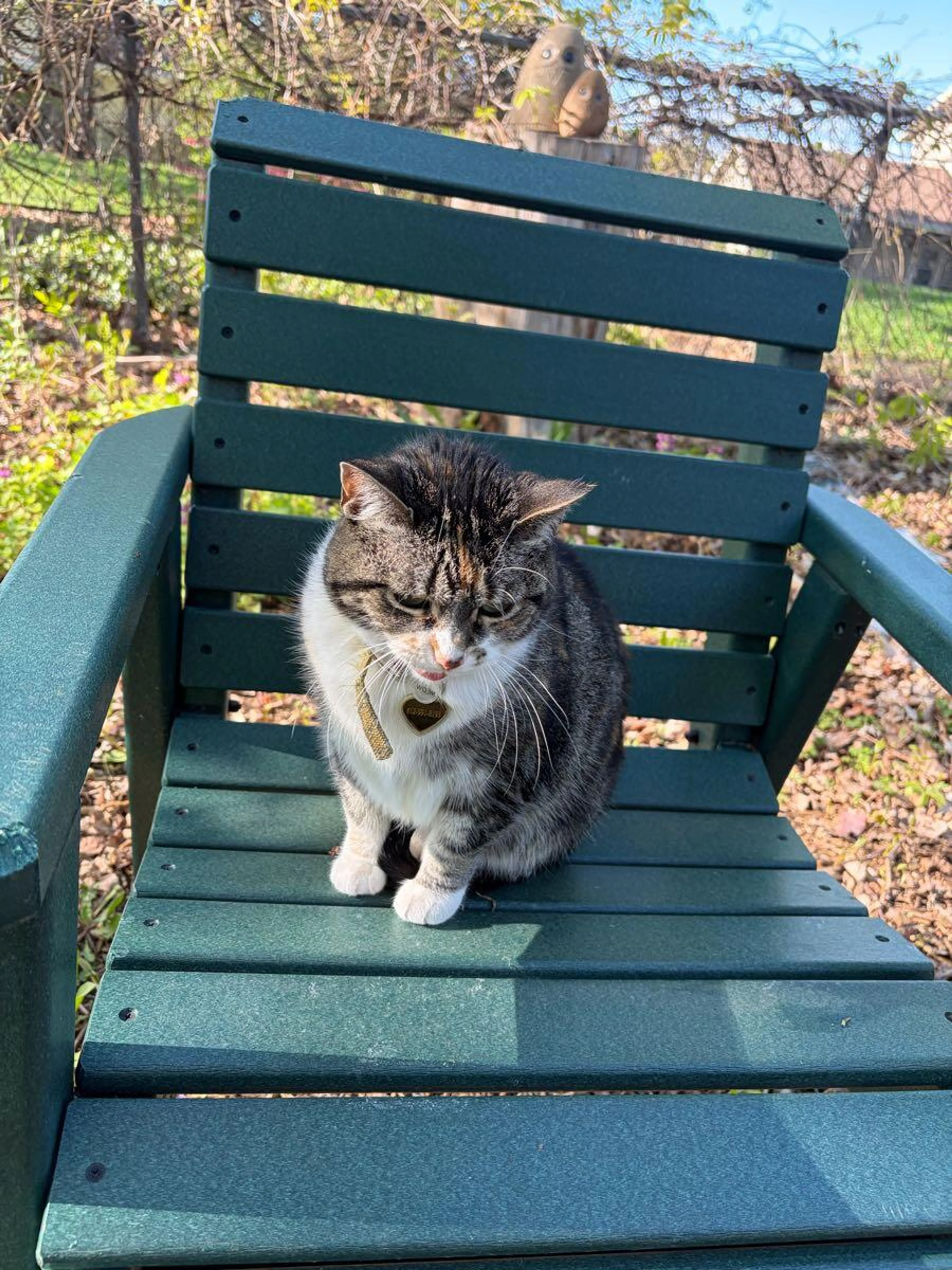 Lost pet