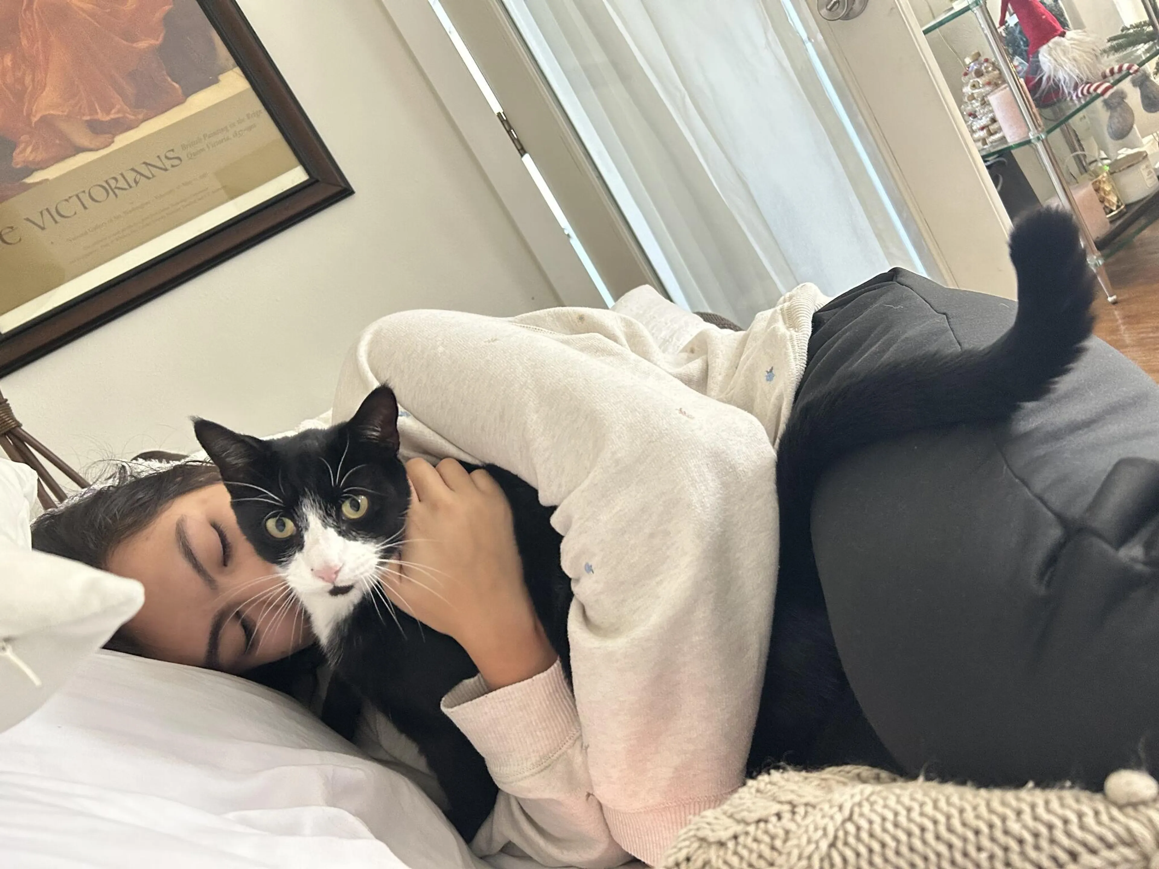 Lost pet