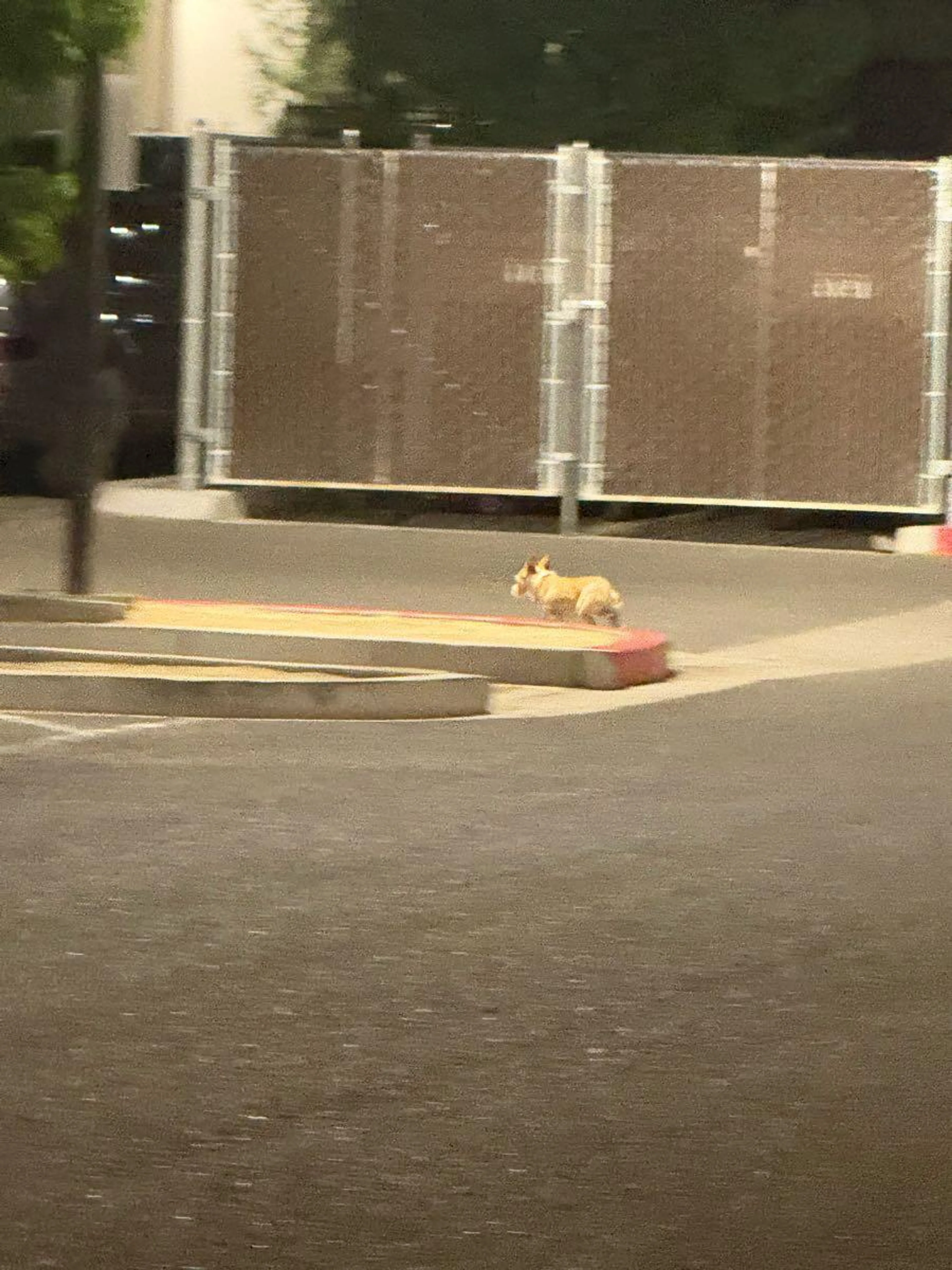 Found pet