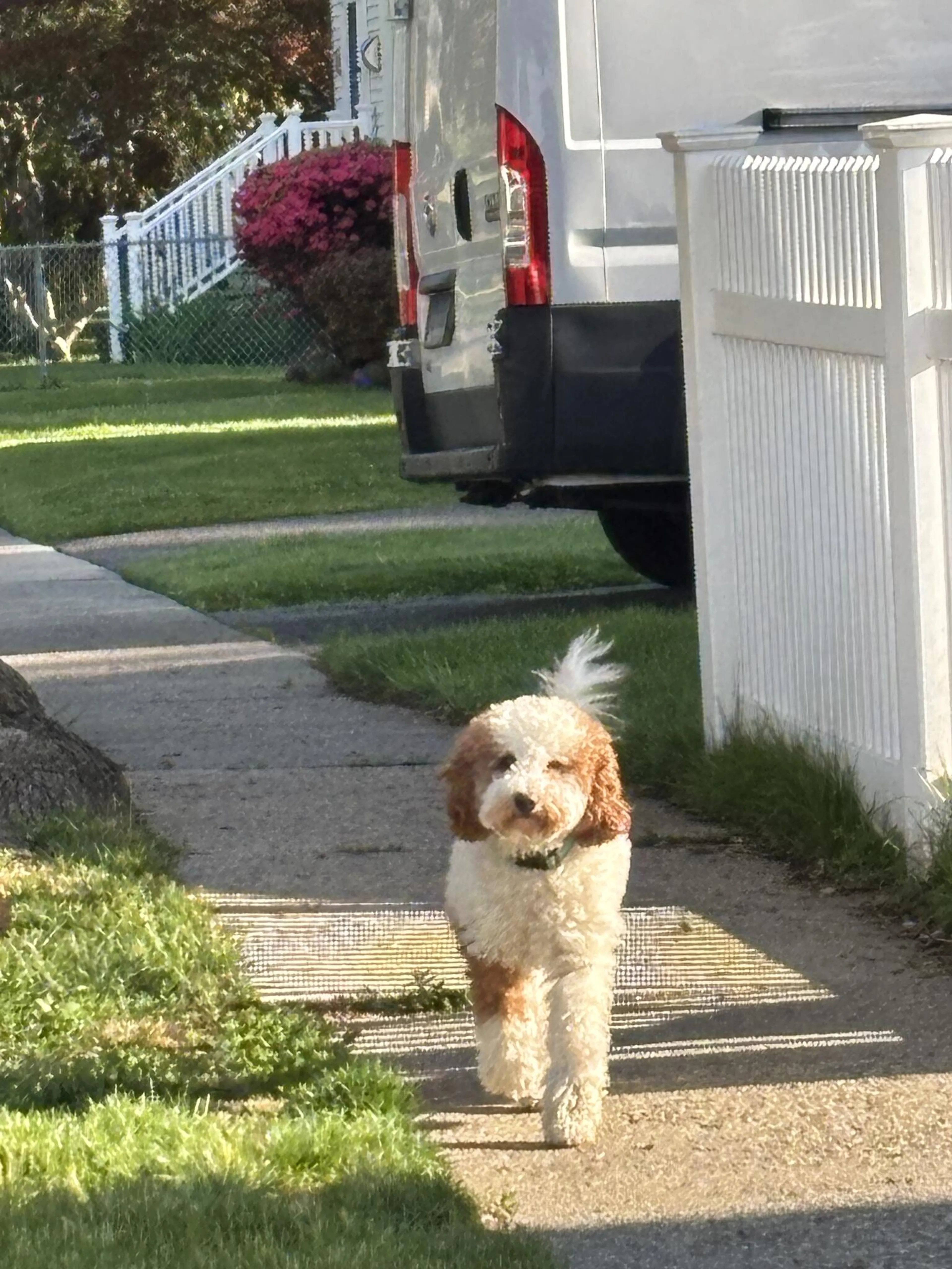 Found pet