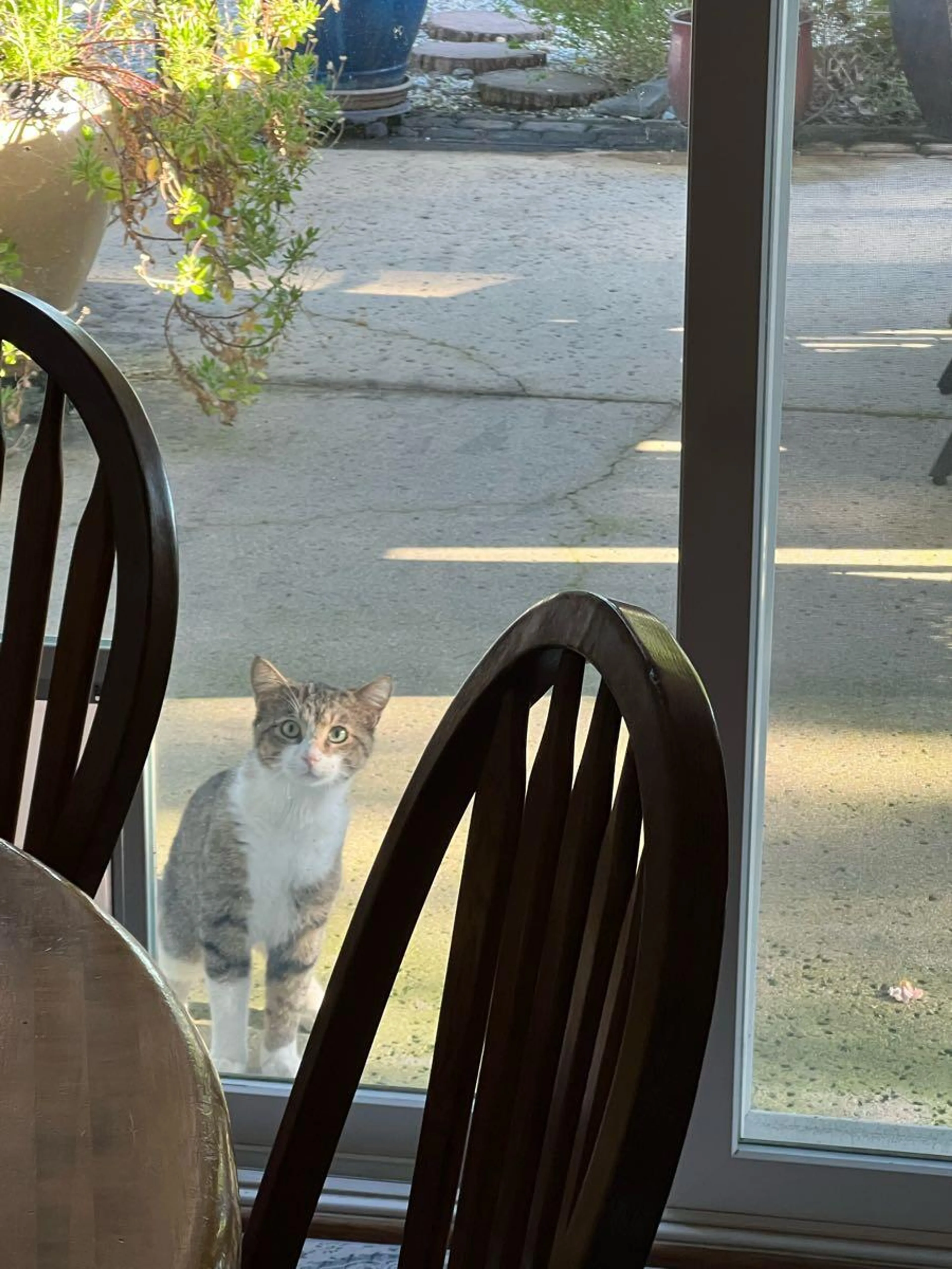 Found pet