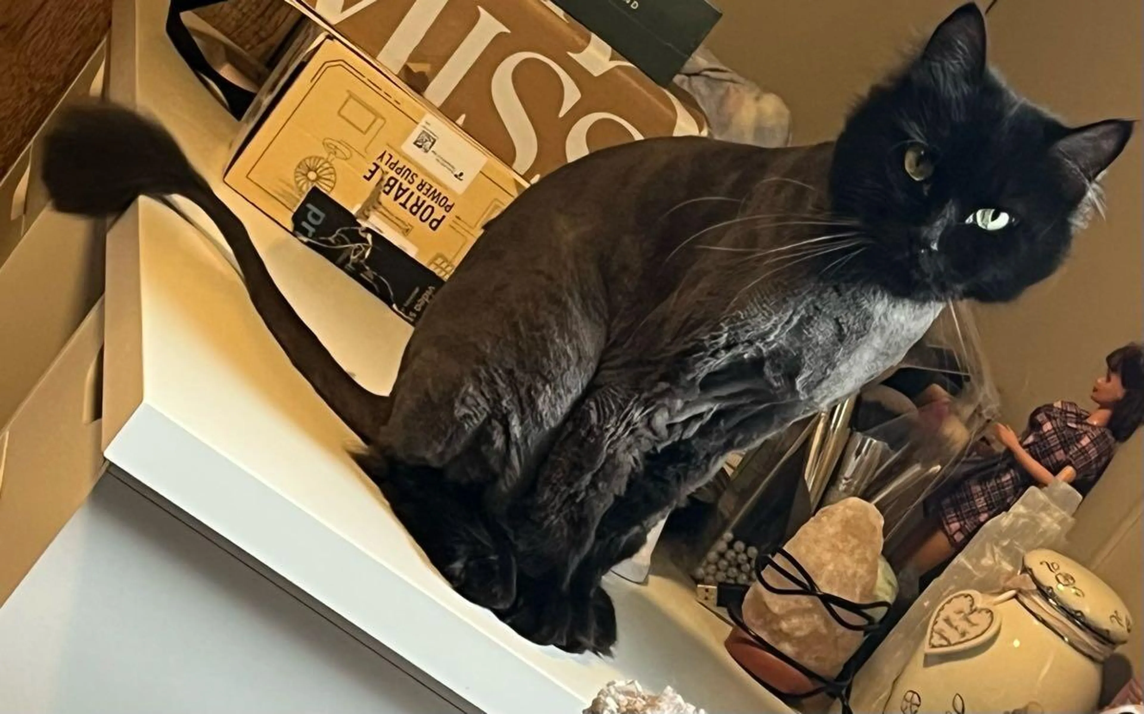 Lost pet