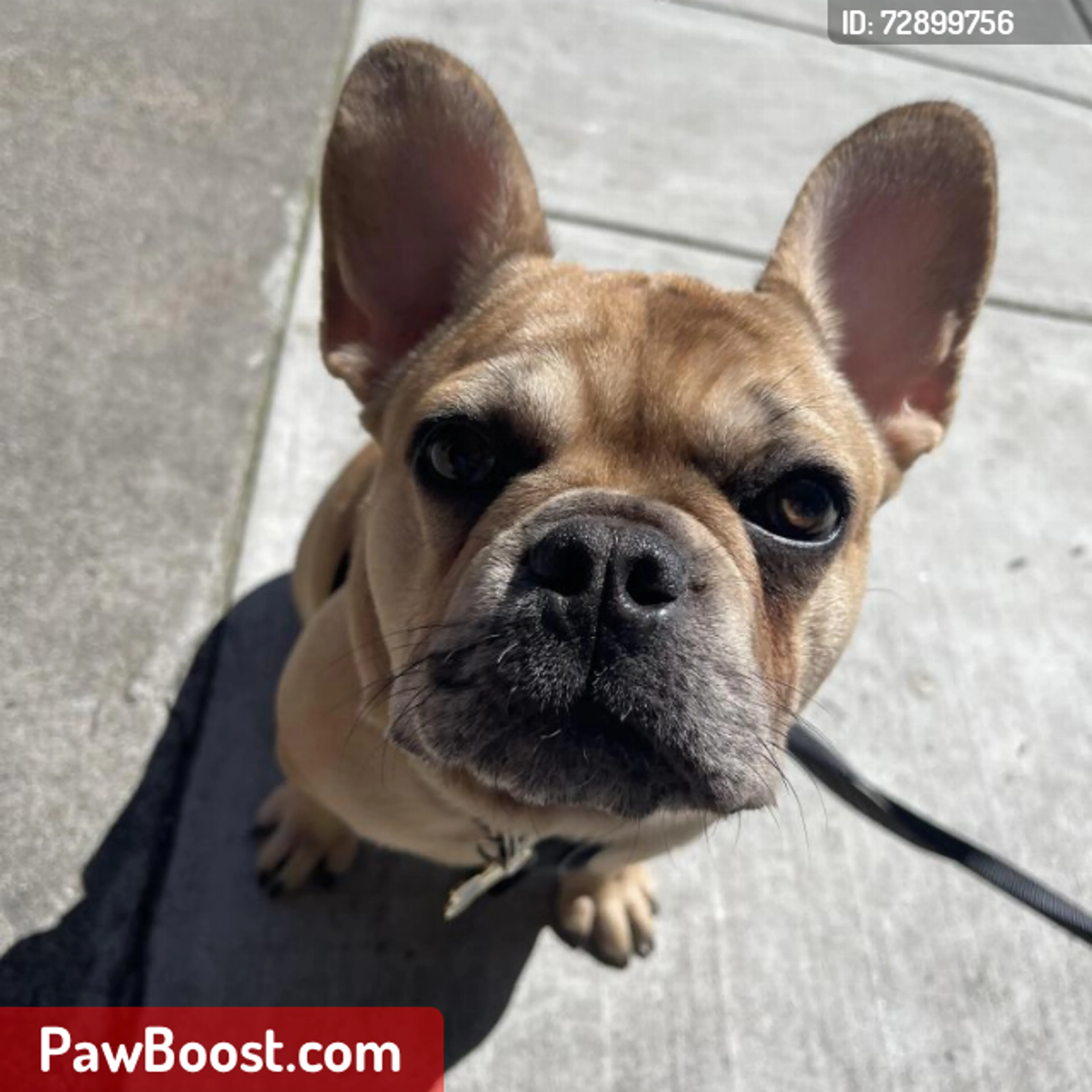 Lost pet