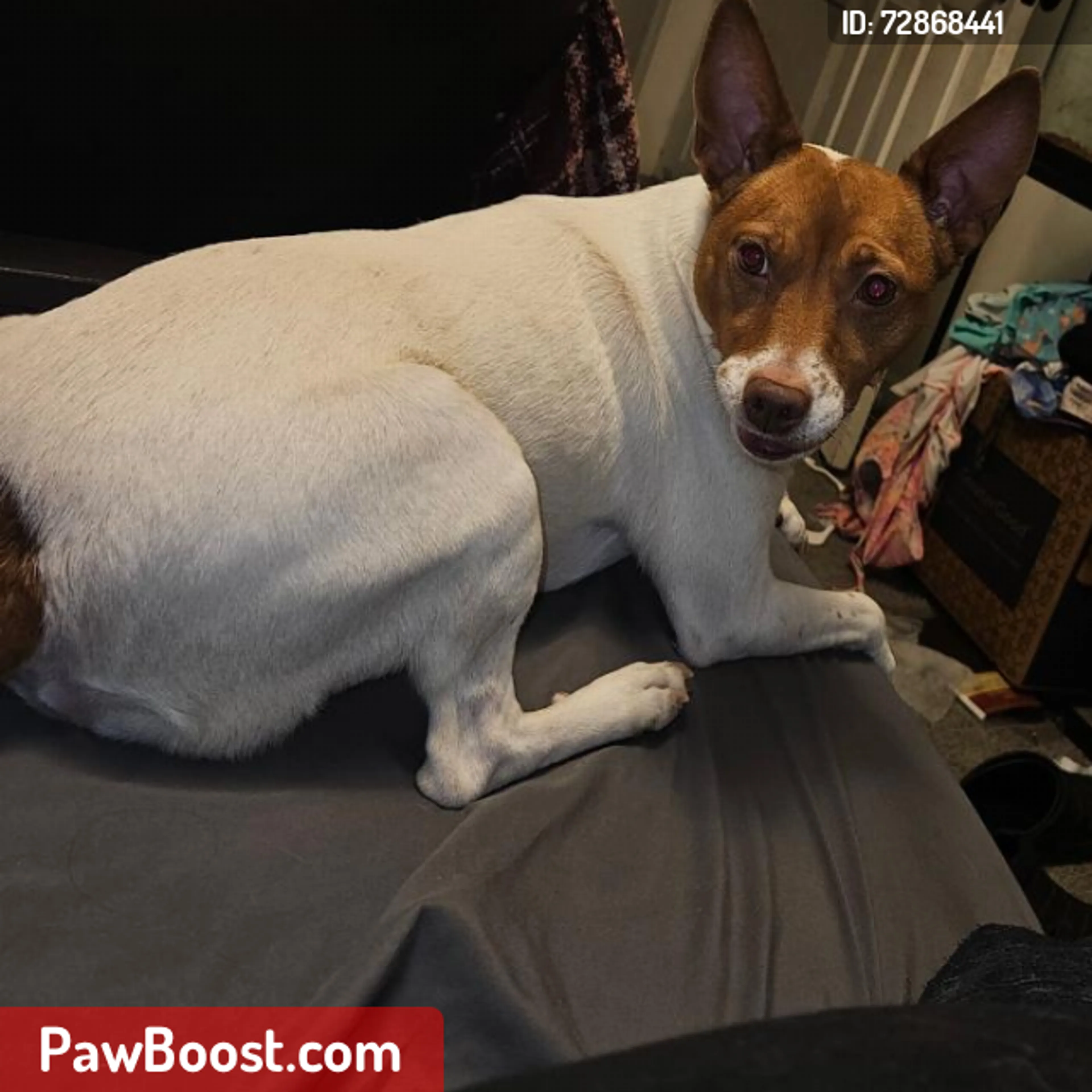 Lost pet