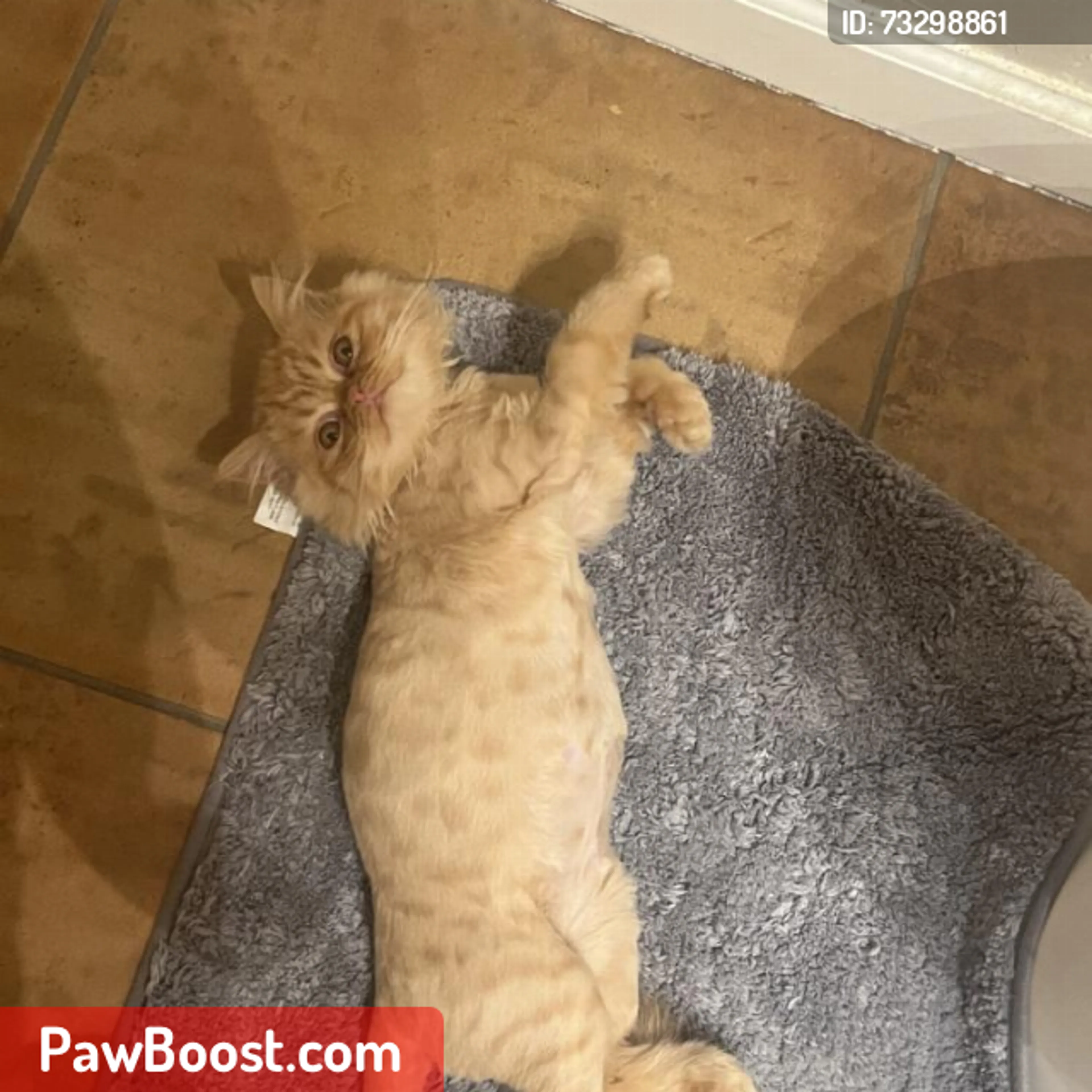 cdn image