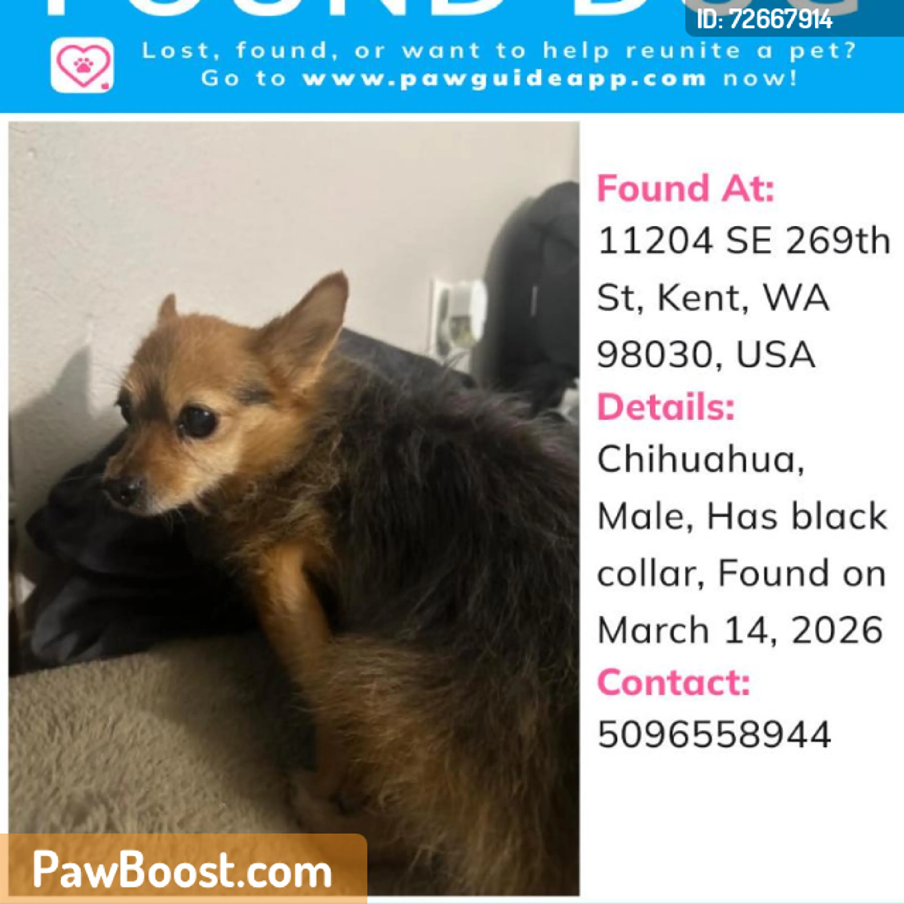 Found pet