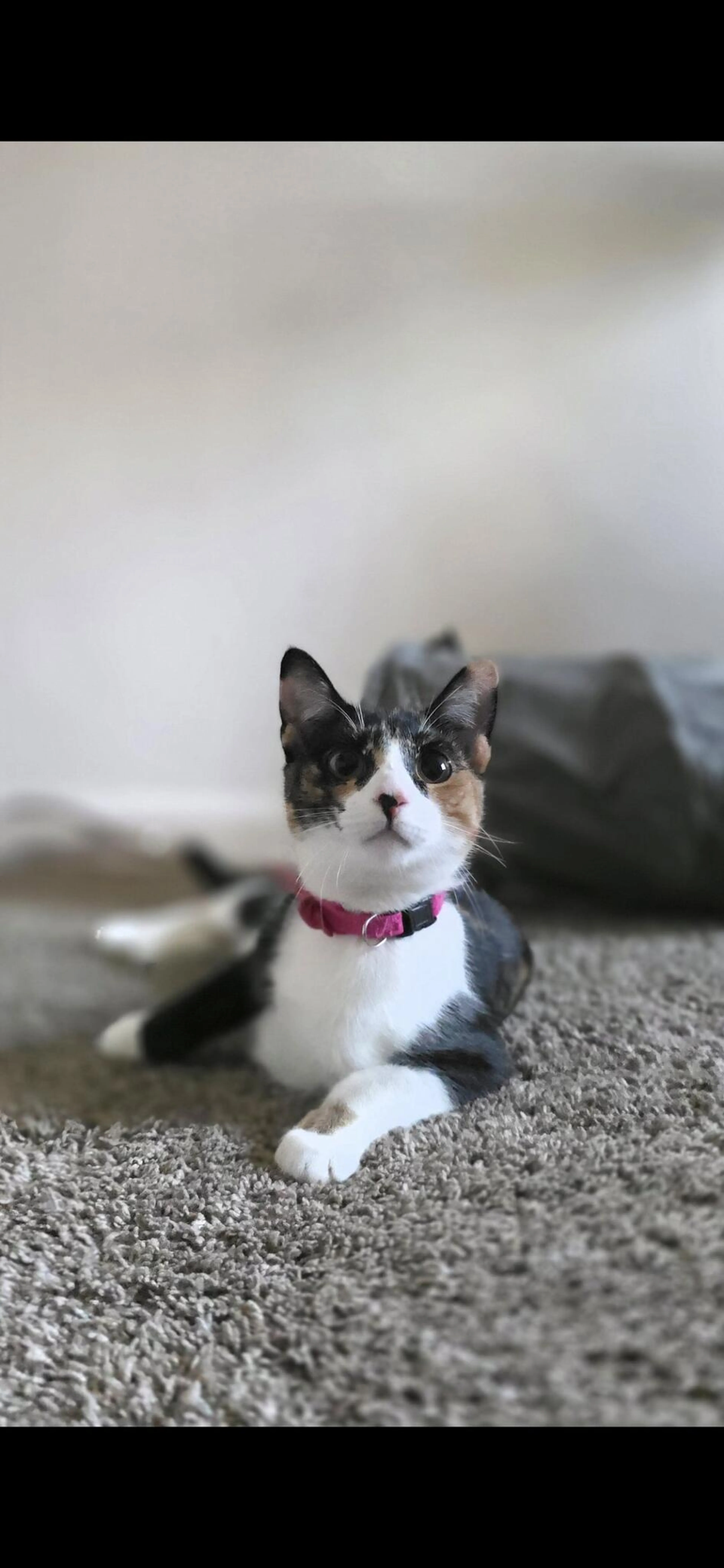 Lost pet