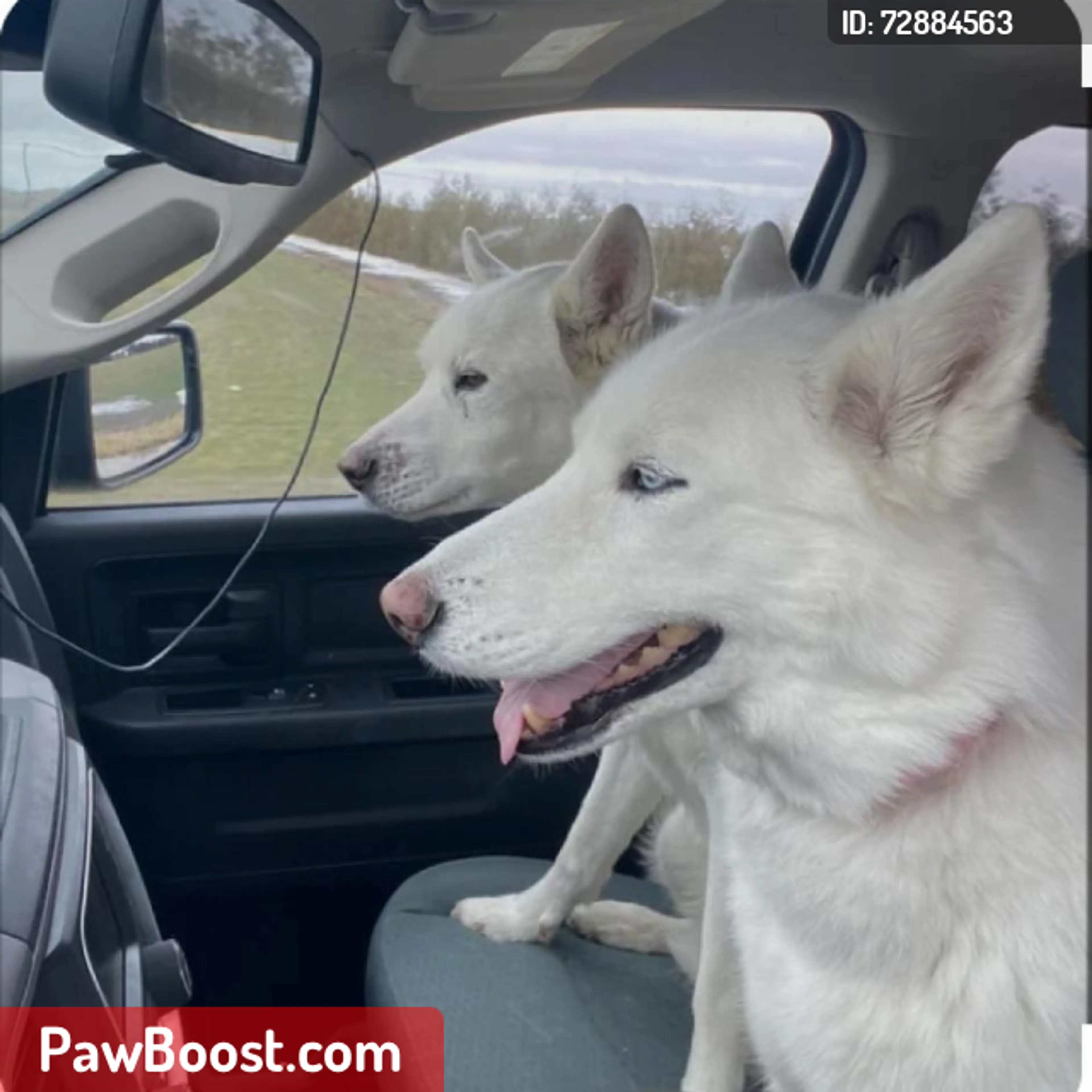 Lost pet