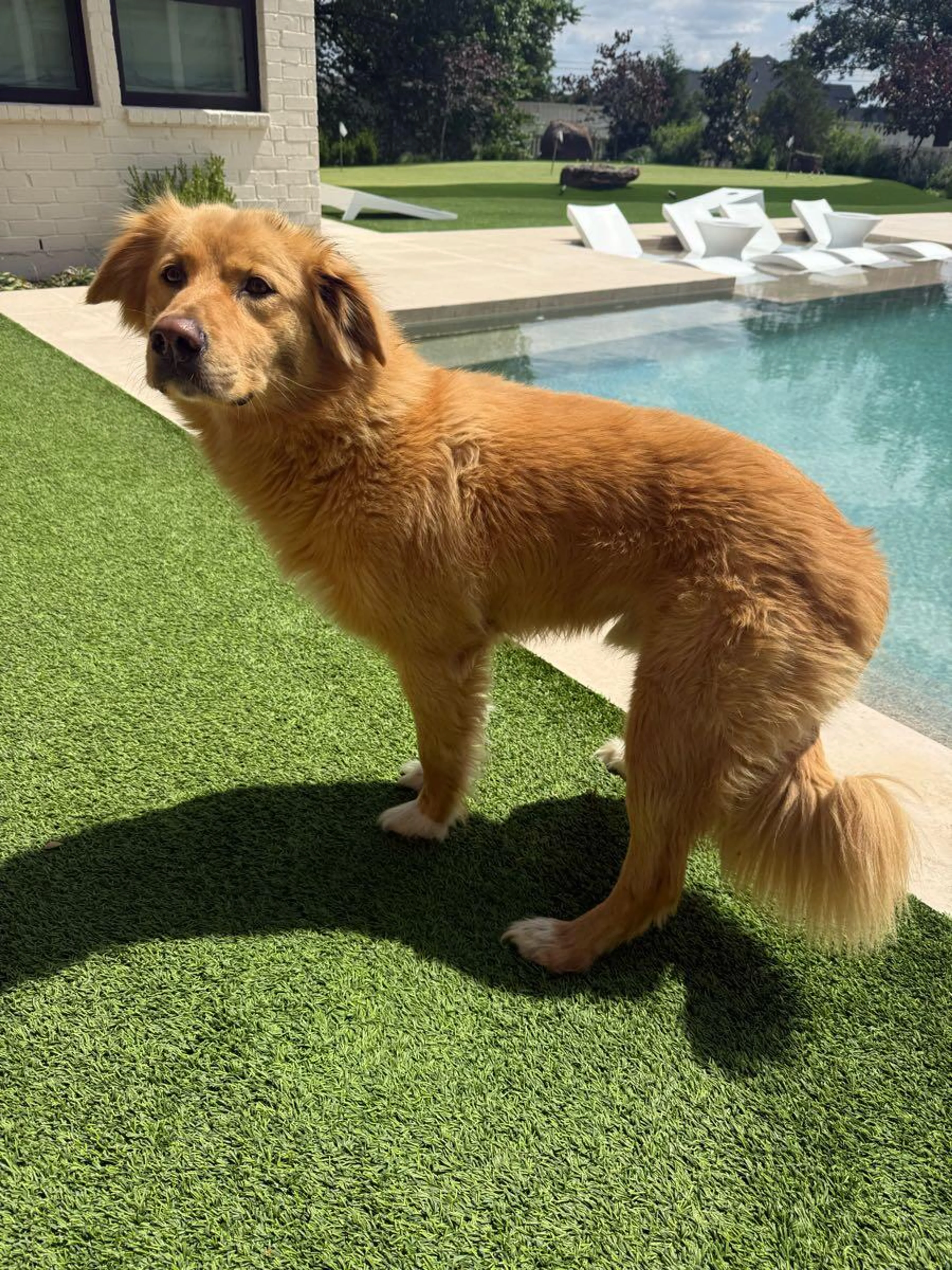 Found pet