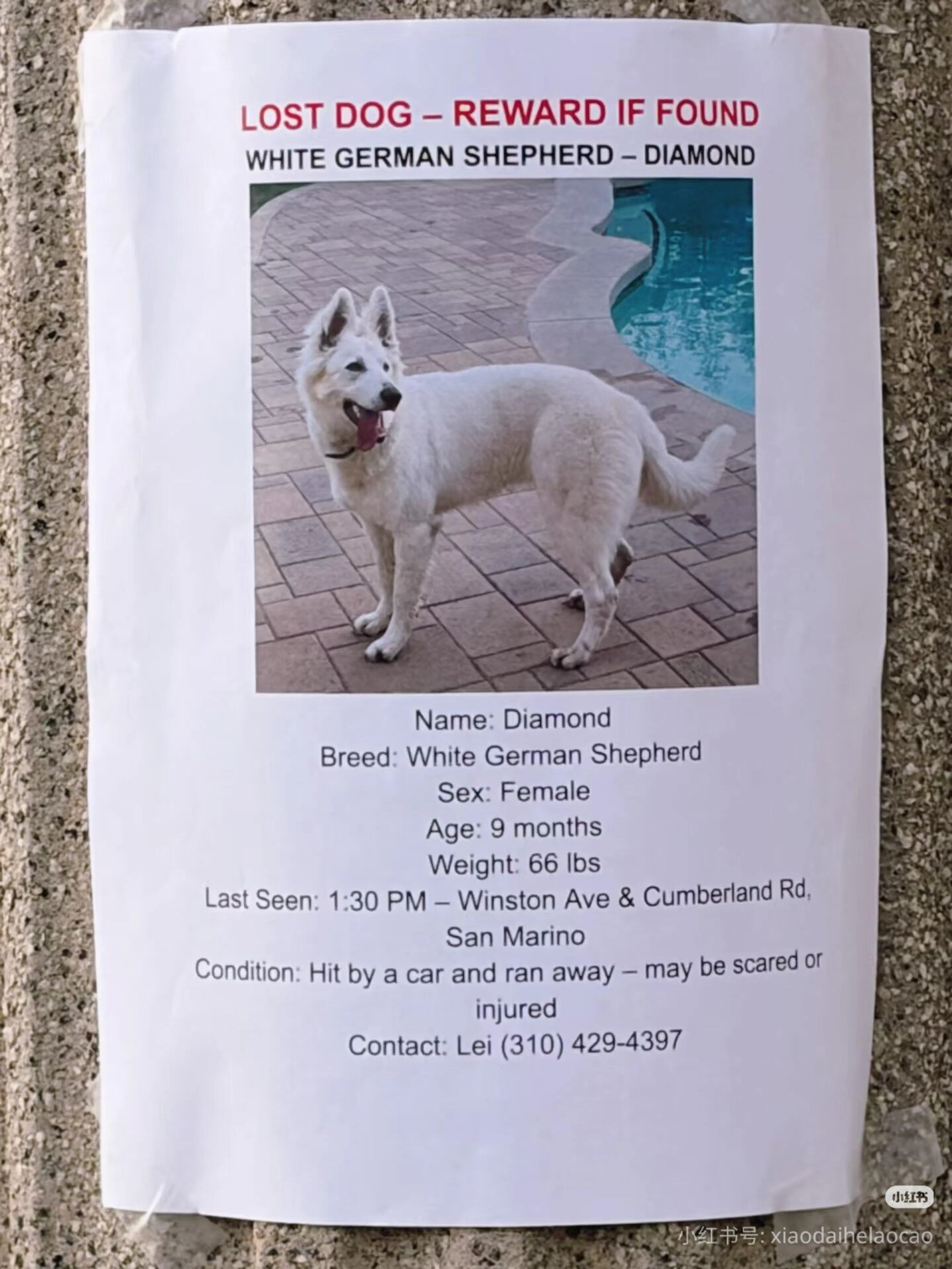 Lost pet