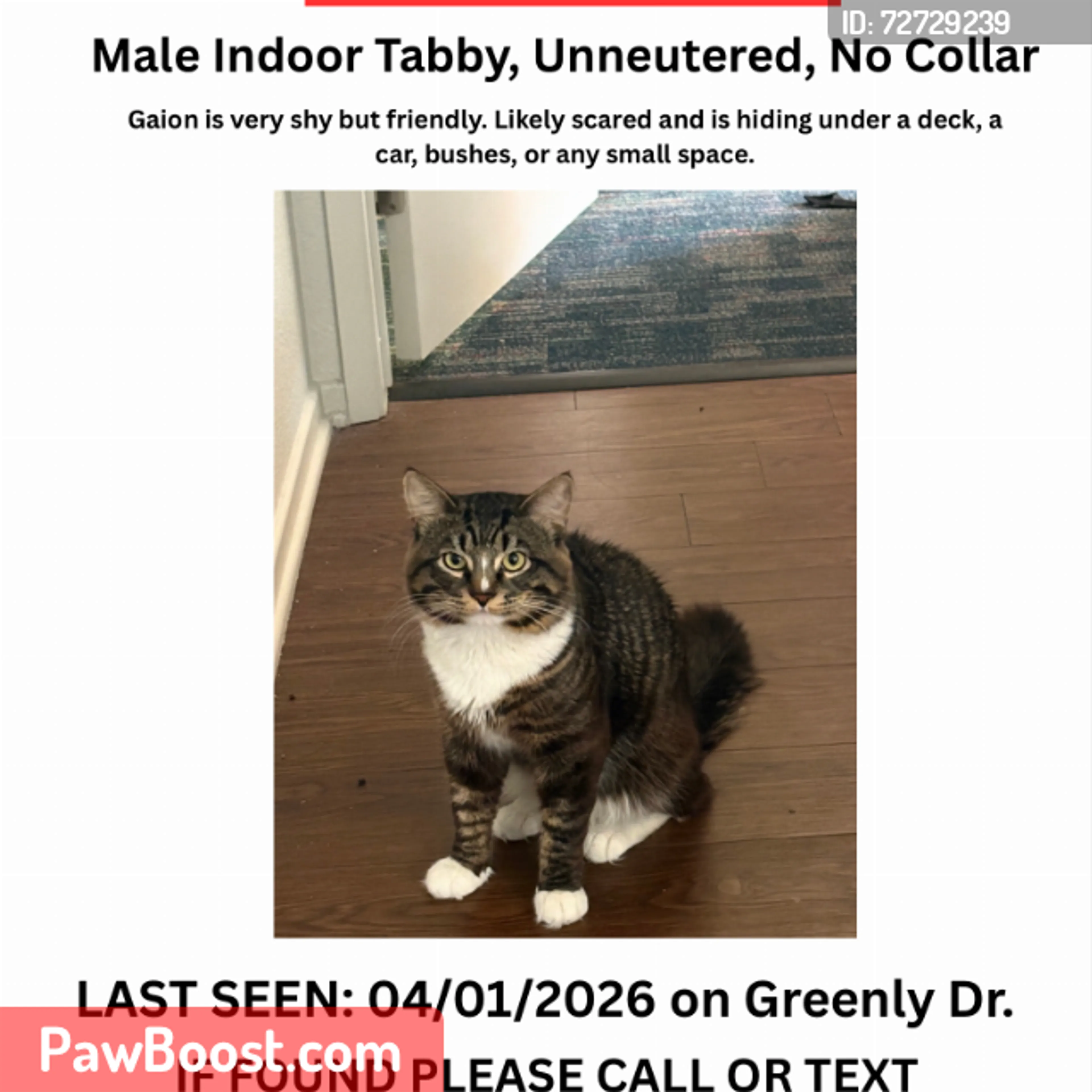 Lost pet