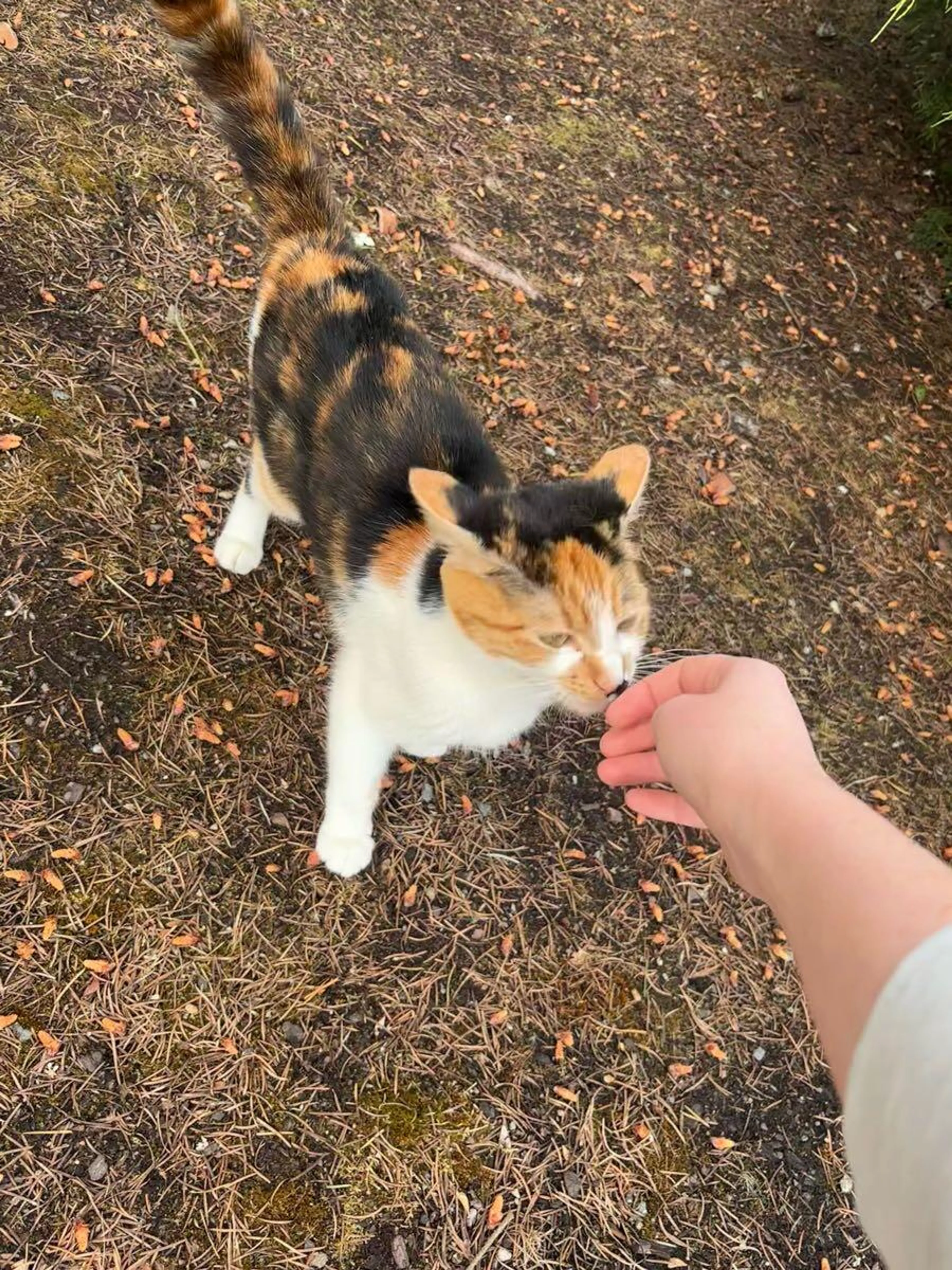Found pet