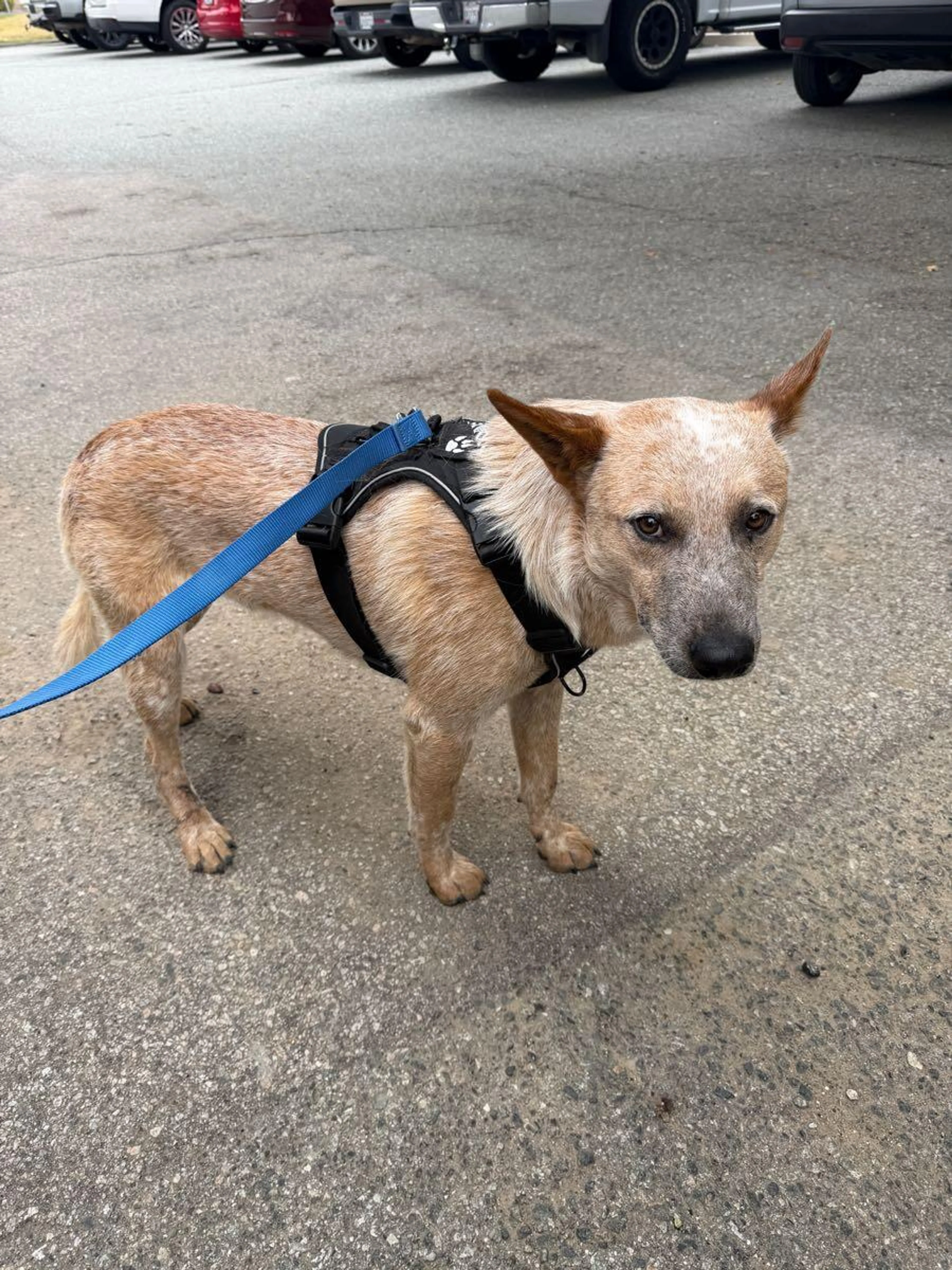 Found pet