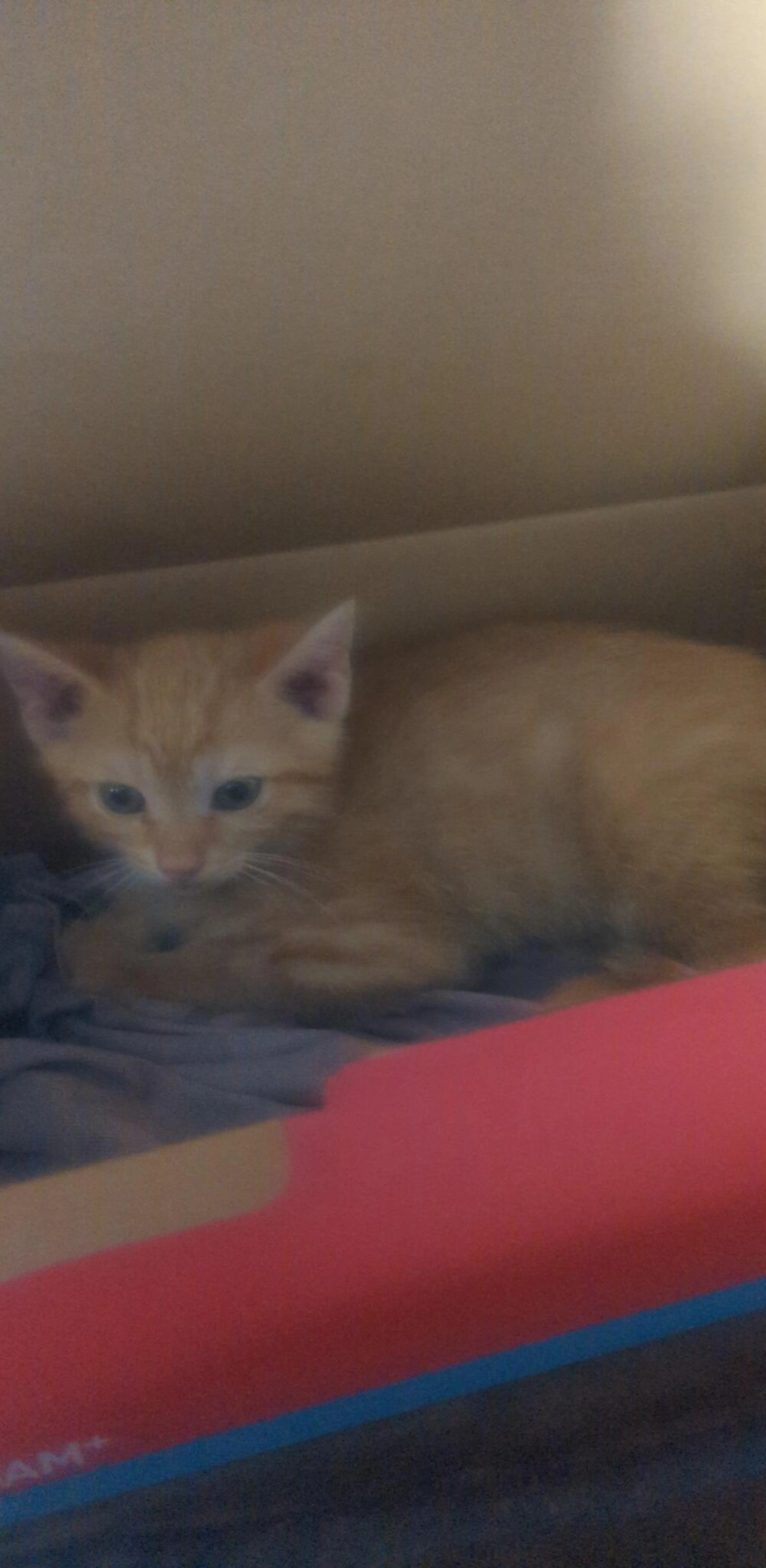 Found pet