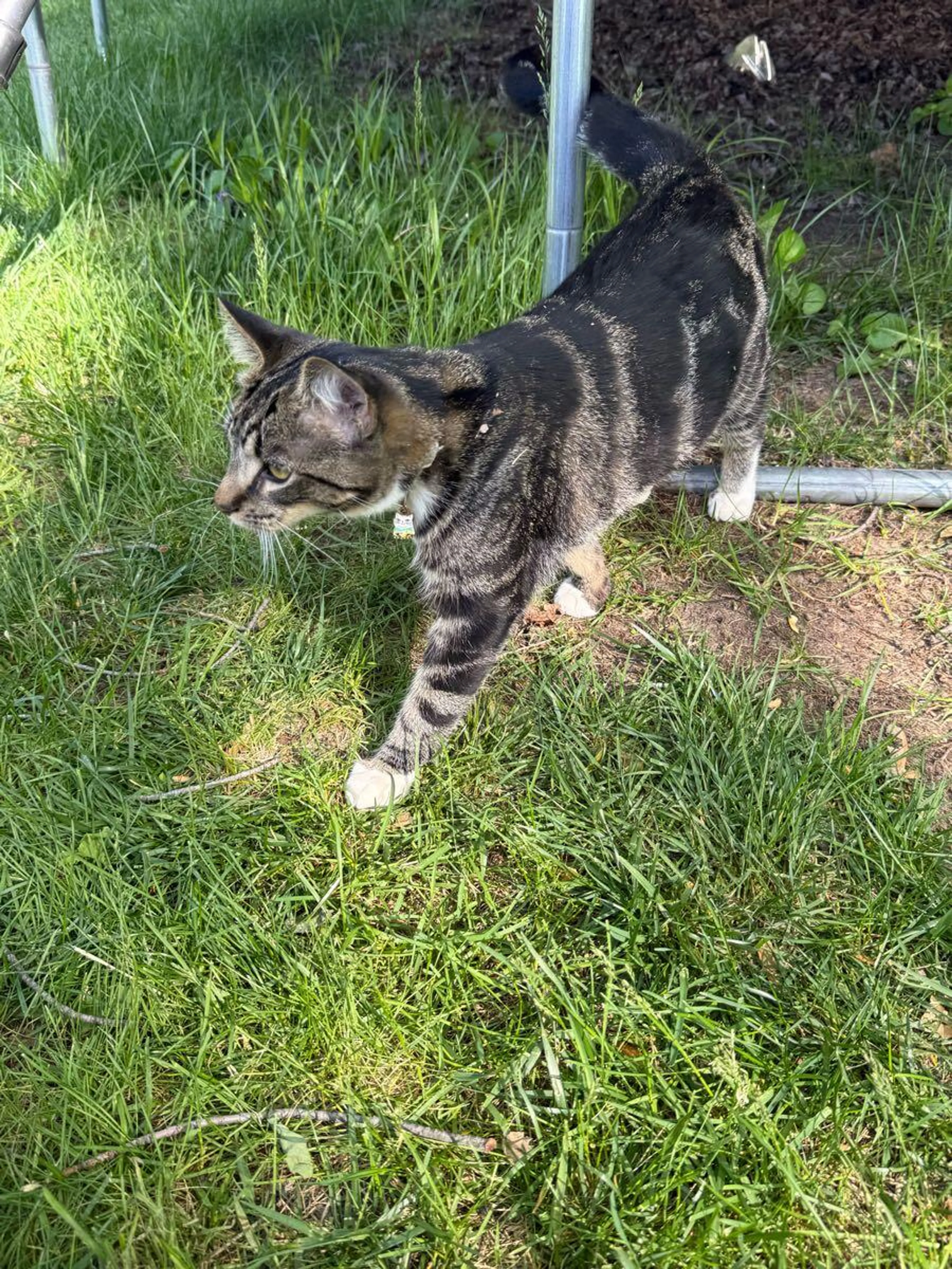 Found pet