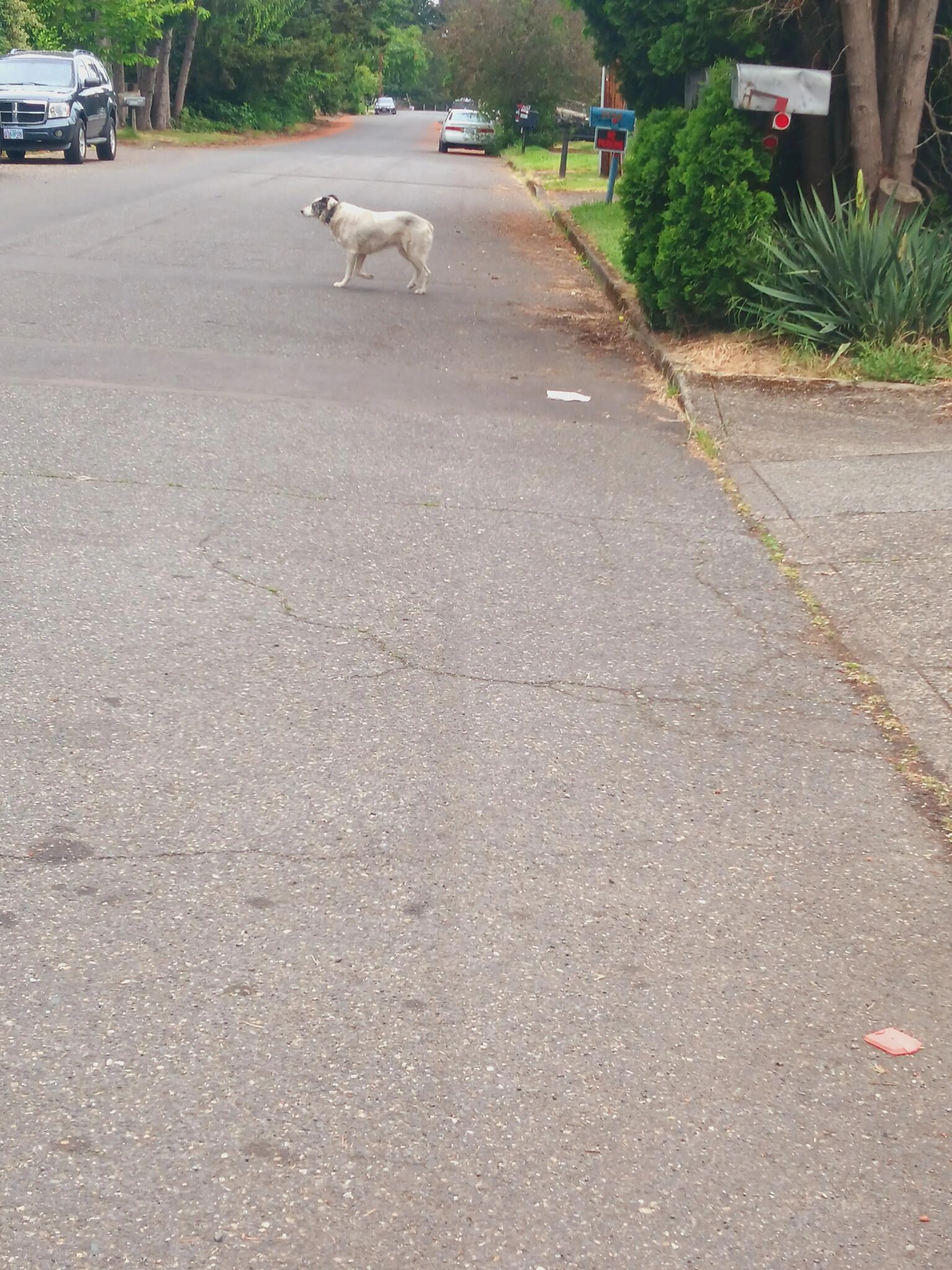 Found pet
