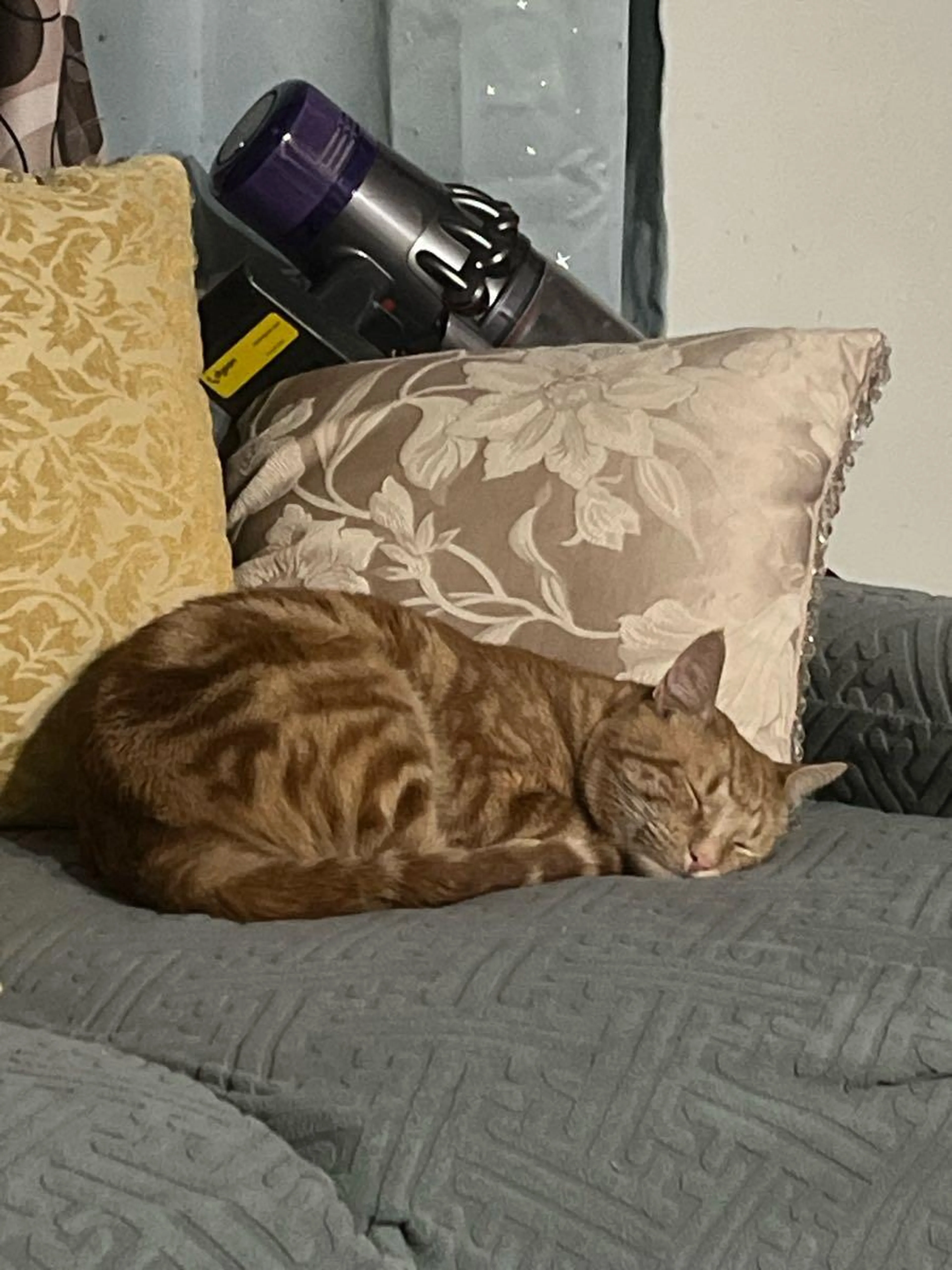 Lost pet