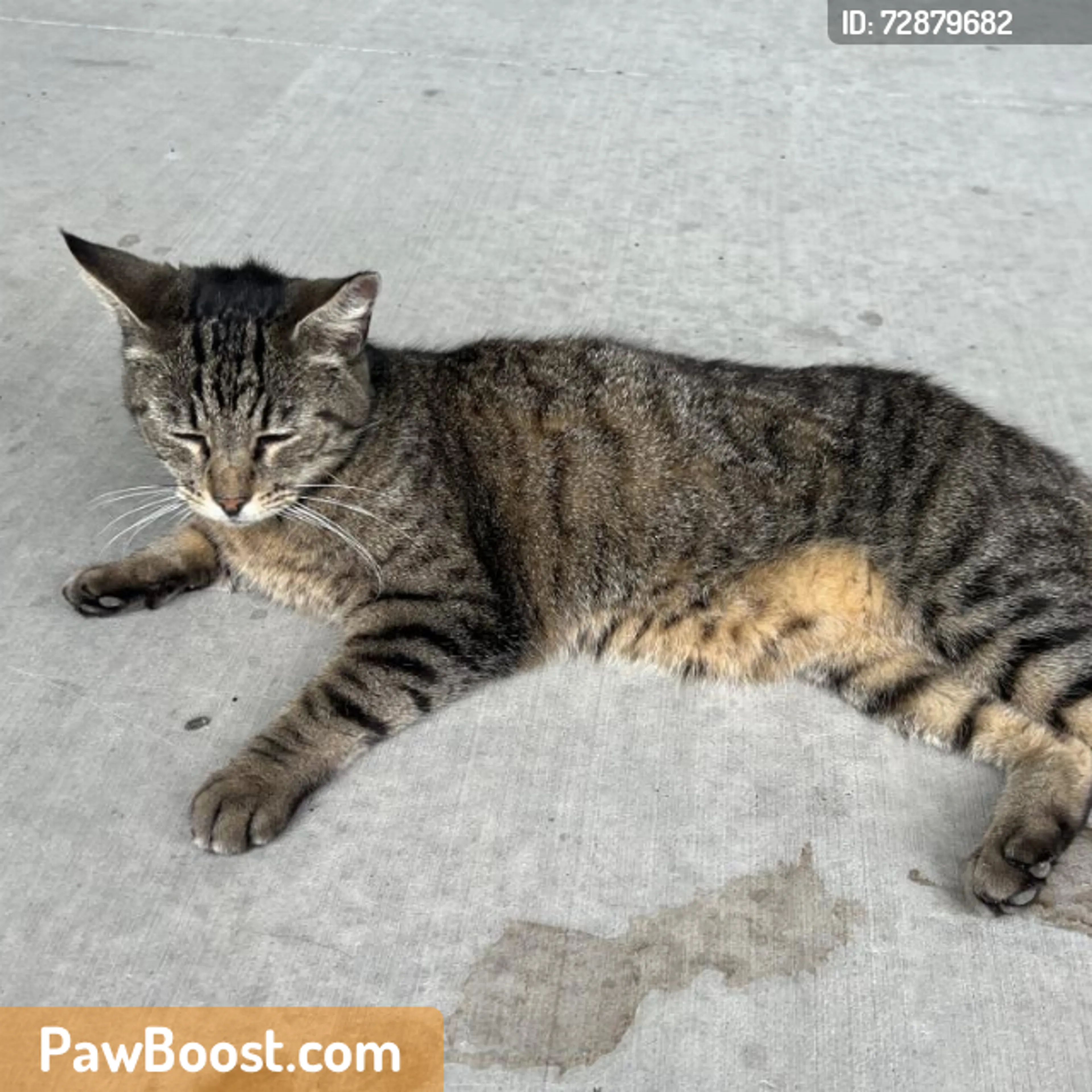 Found pet