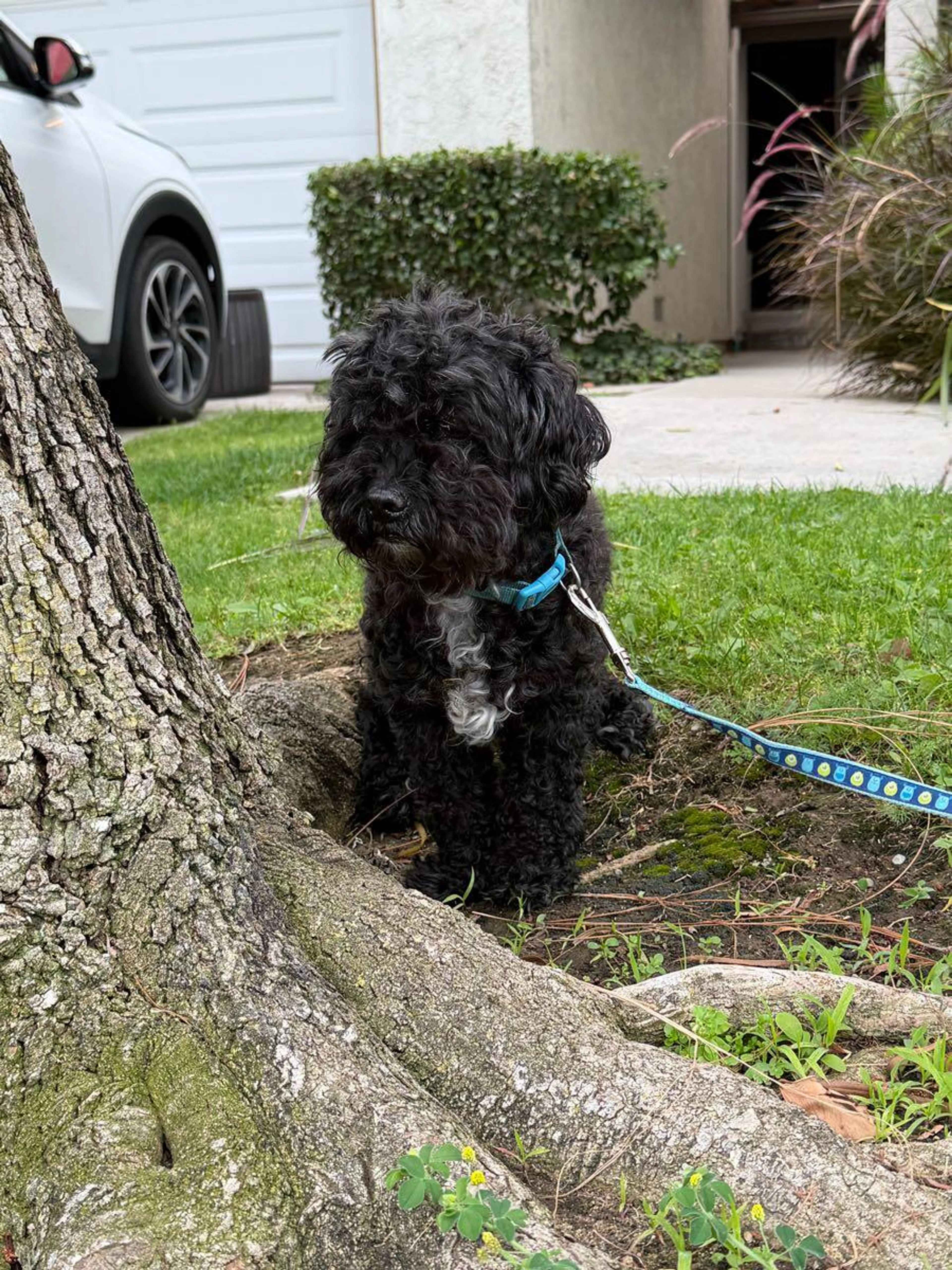 Found pet
