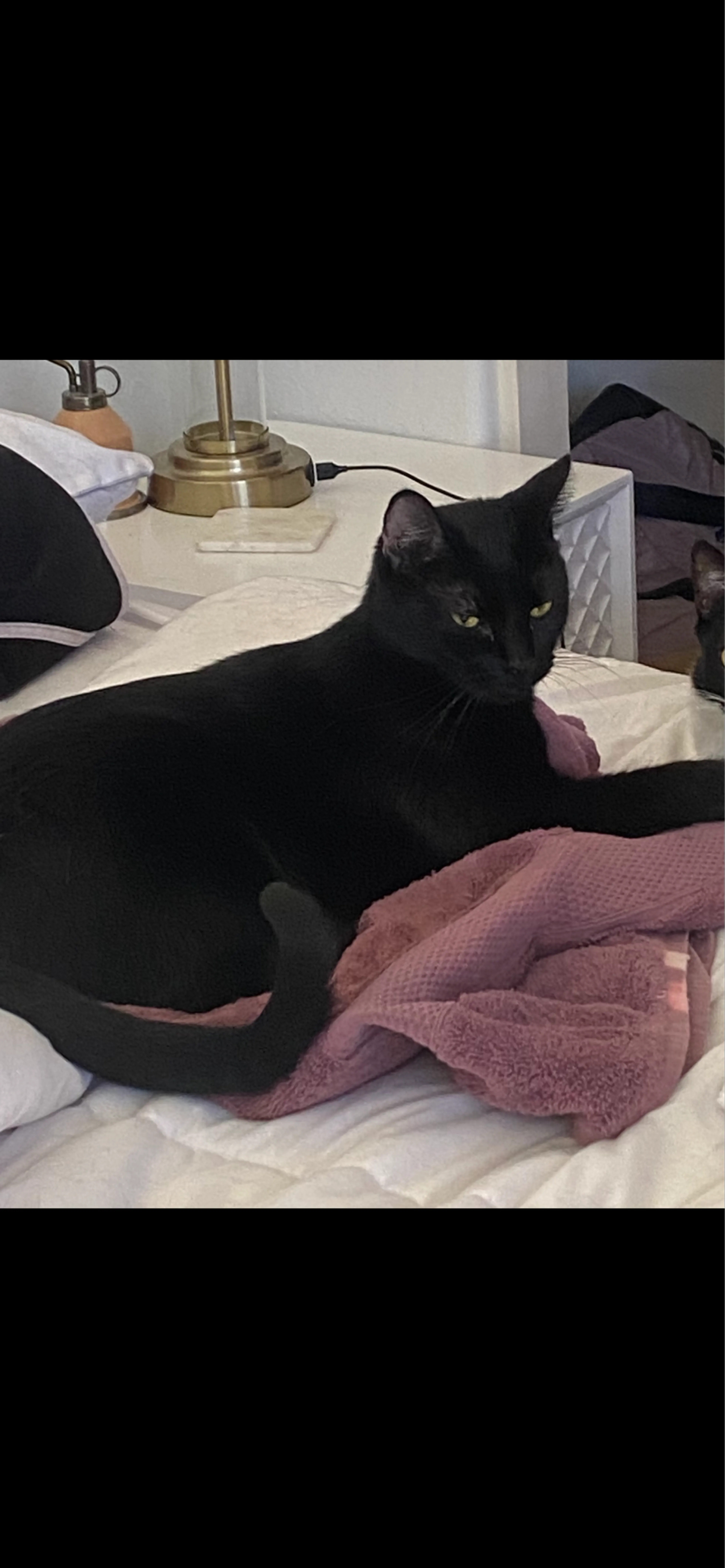 Lost pet