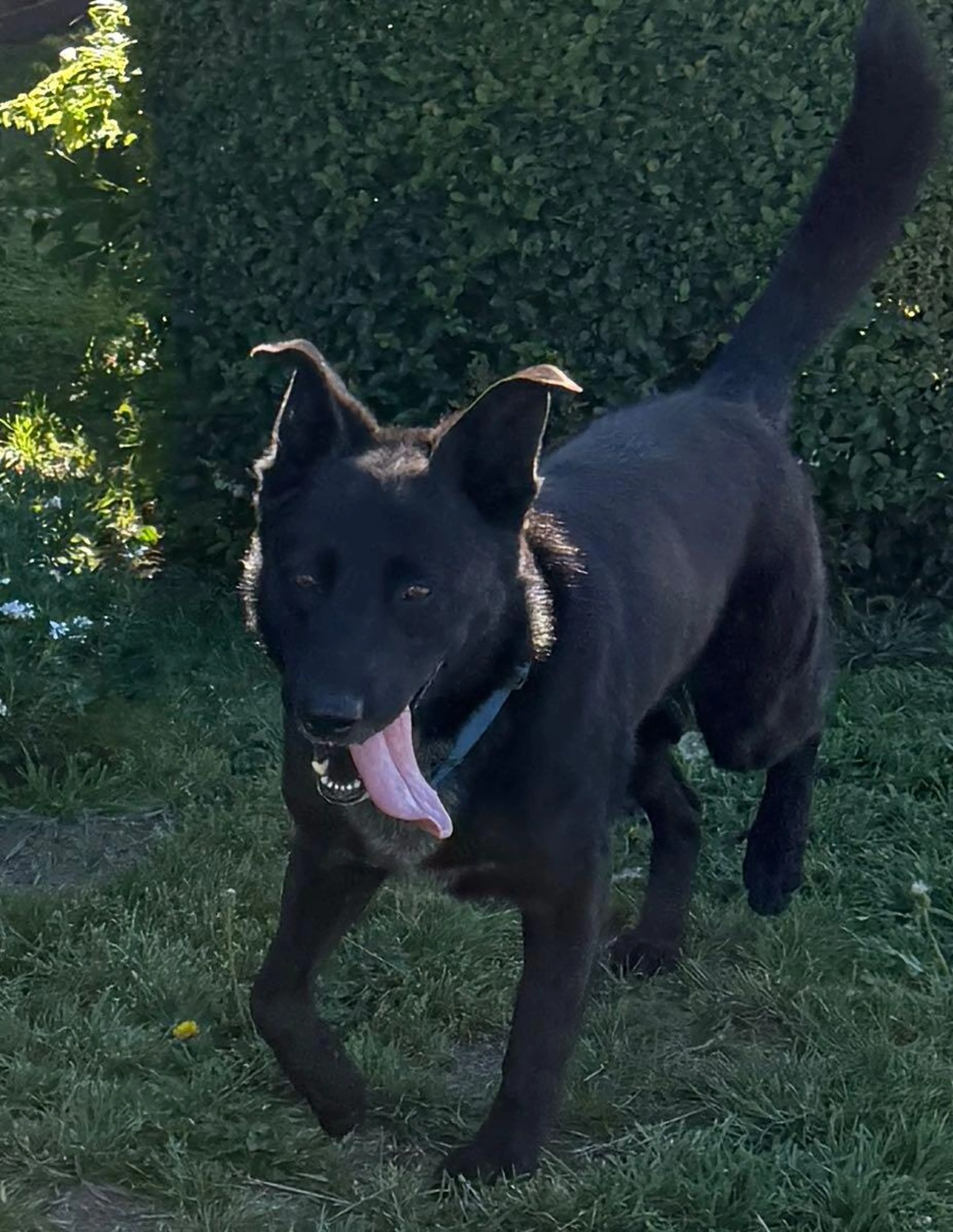 Found pet