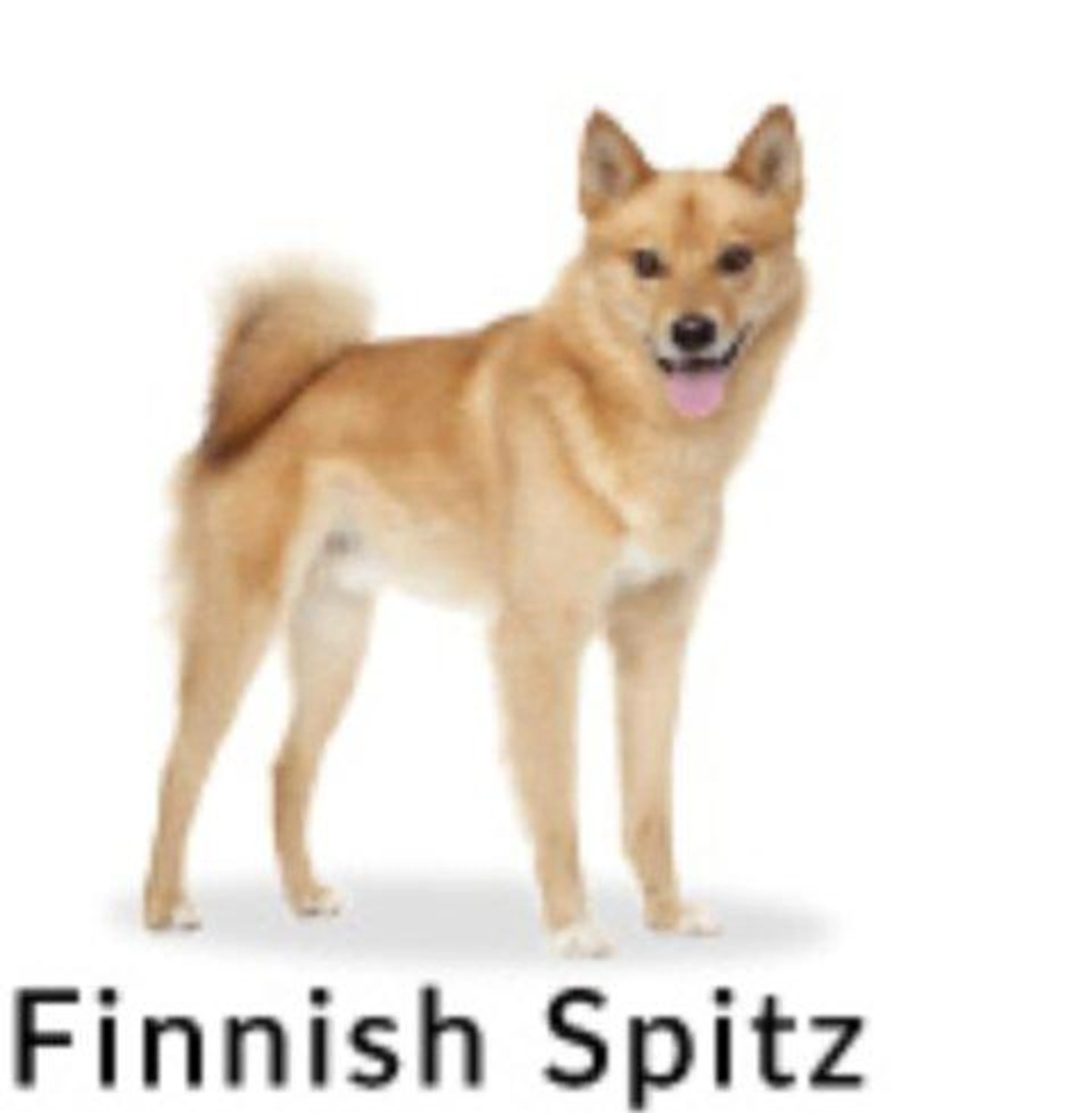 cdn image