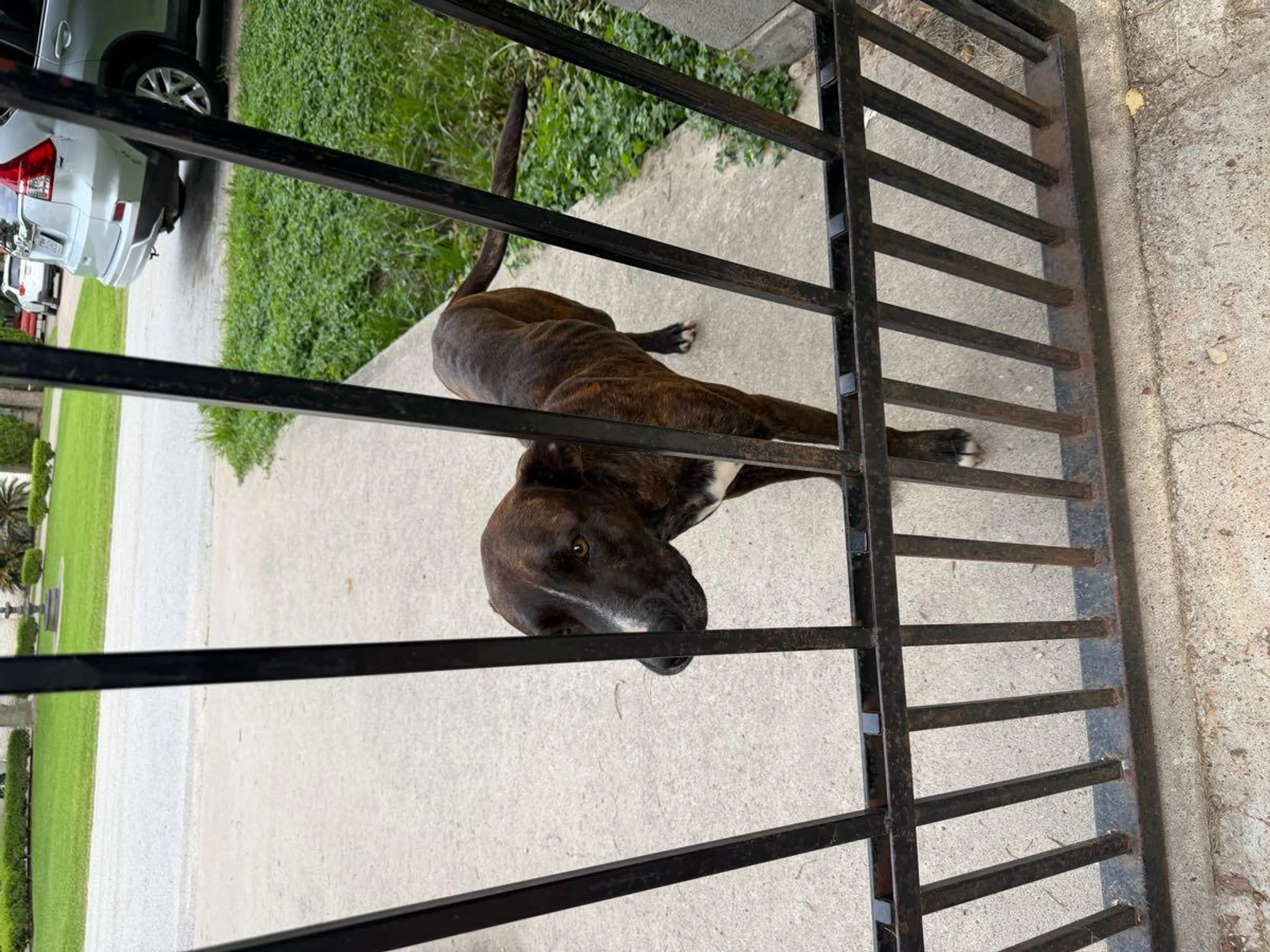 Lost pet