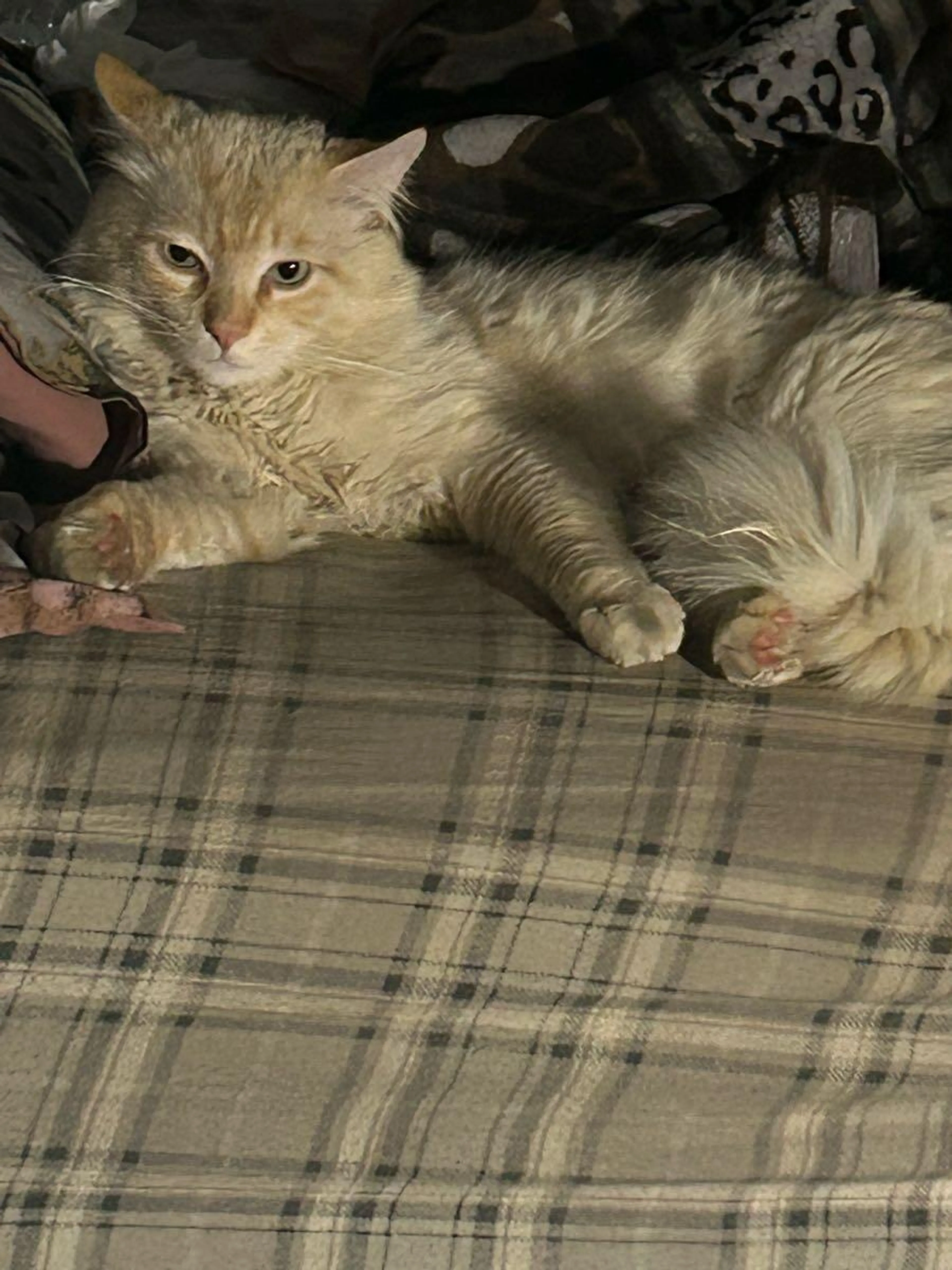 Lost pet