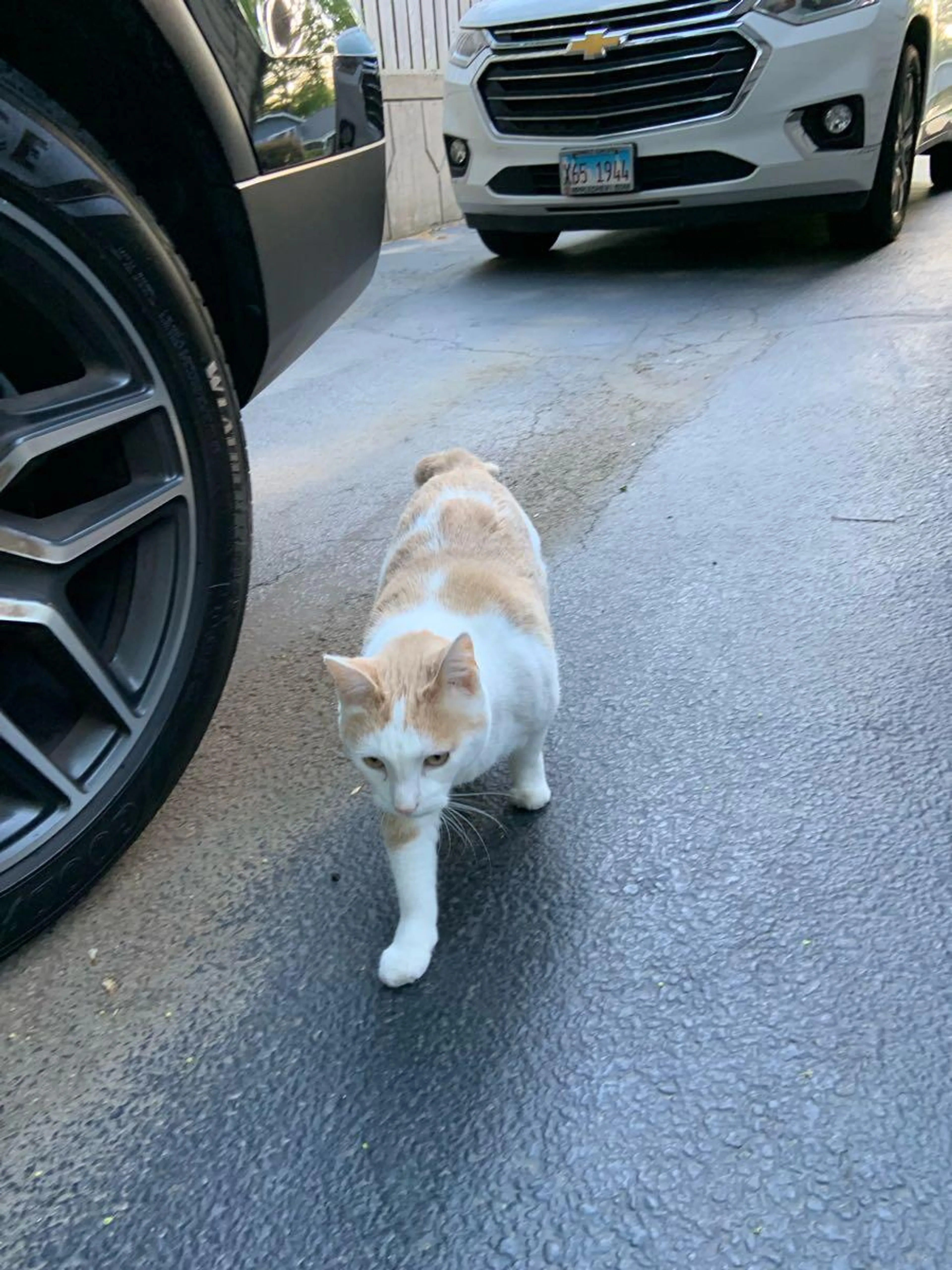 Found pet