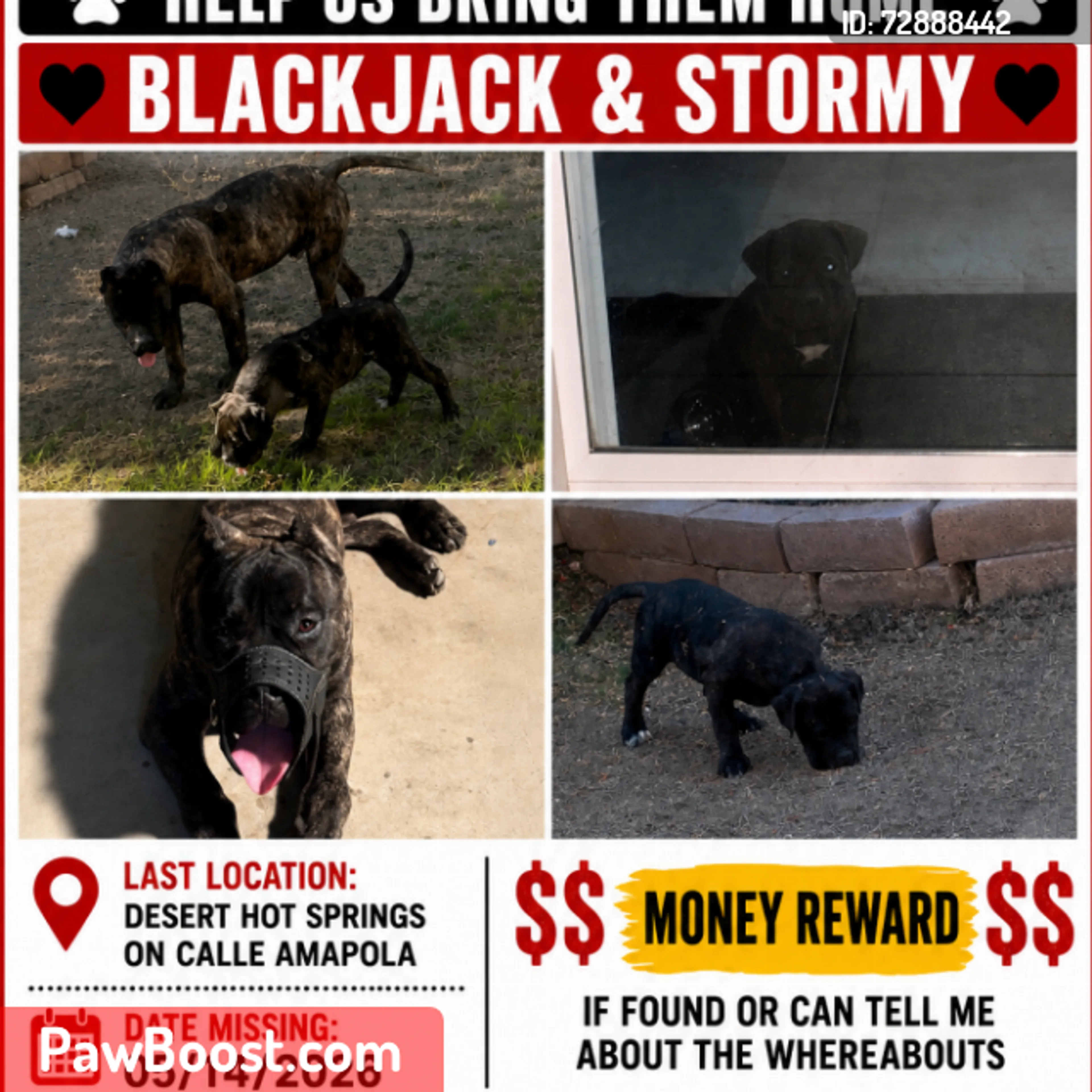 Lost pet