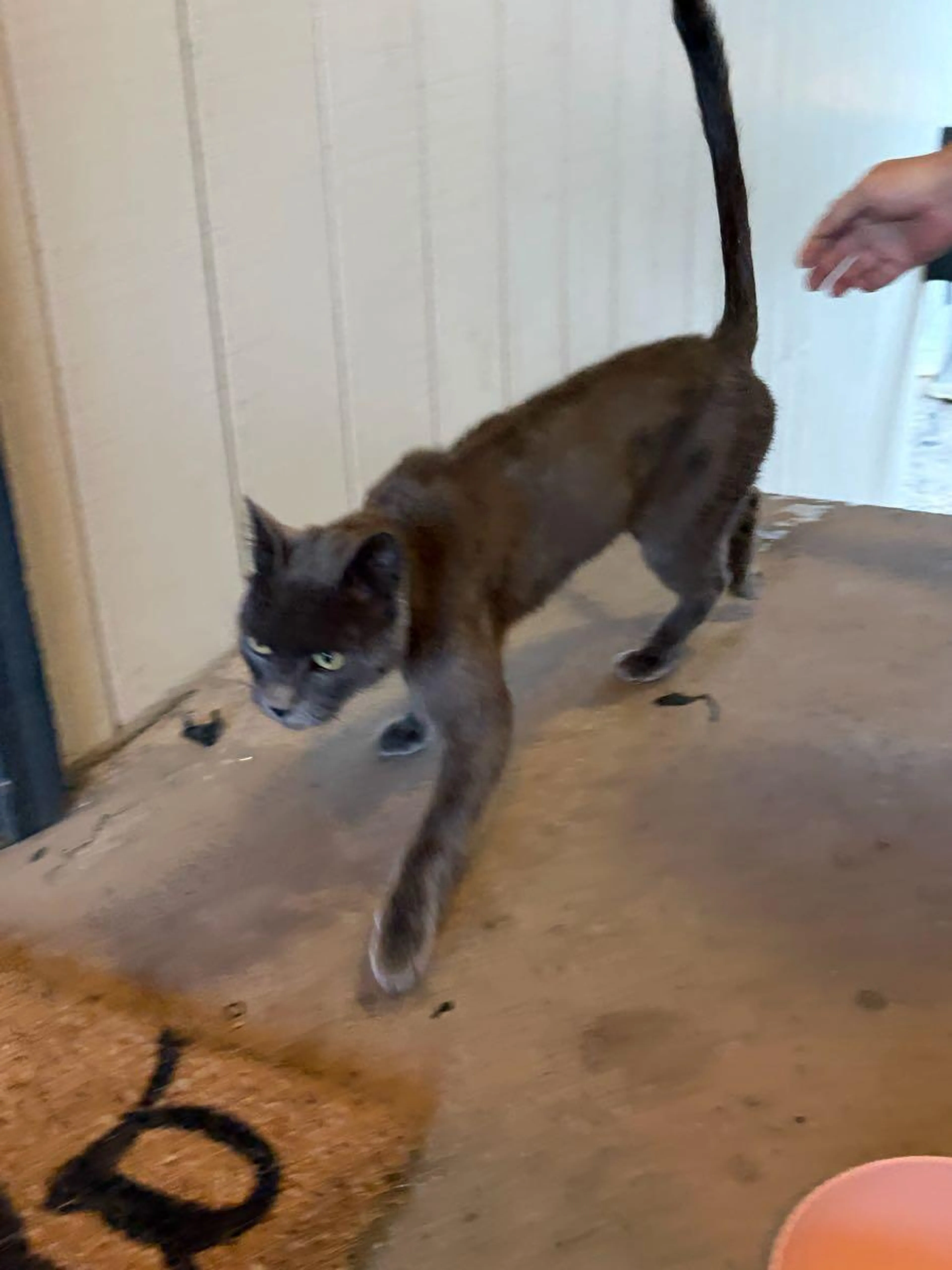 Found pet