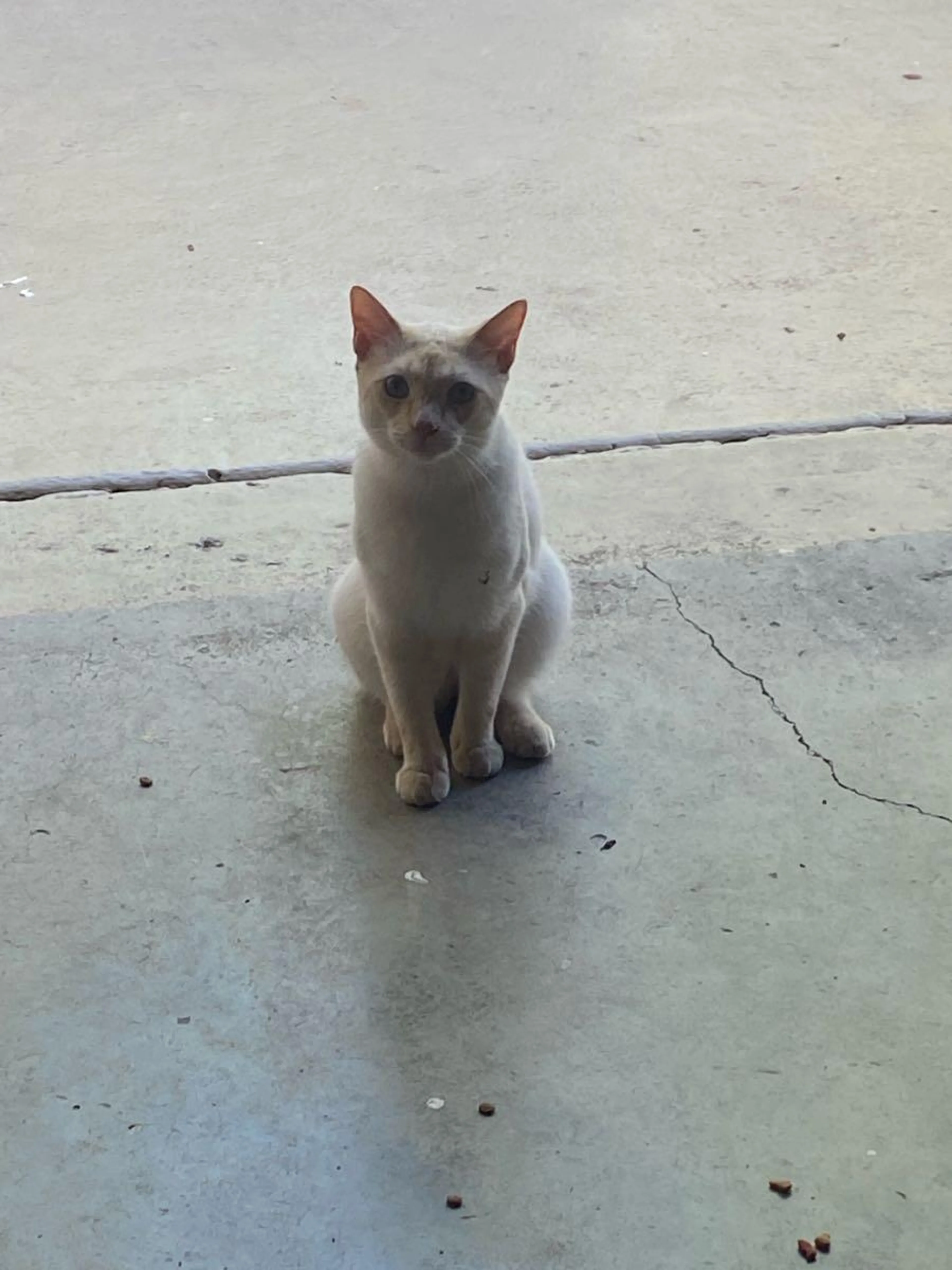 Found pet